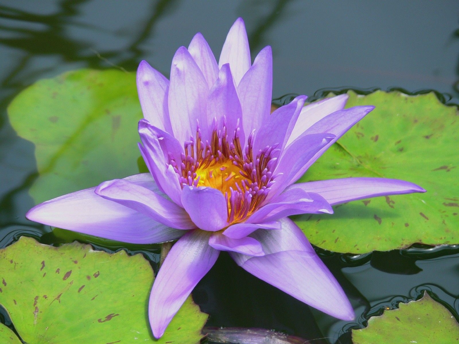 1600x1200 Lily pads purple flowers water lilies wallpaperx1200, Desktop