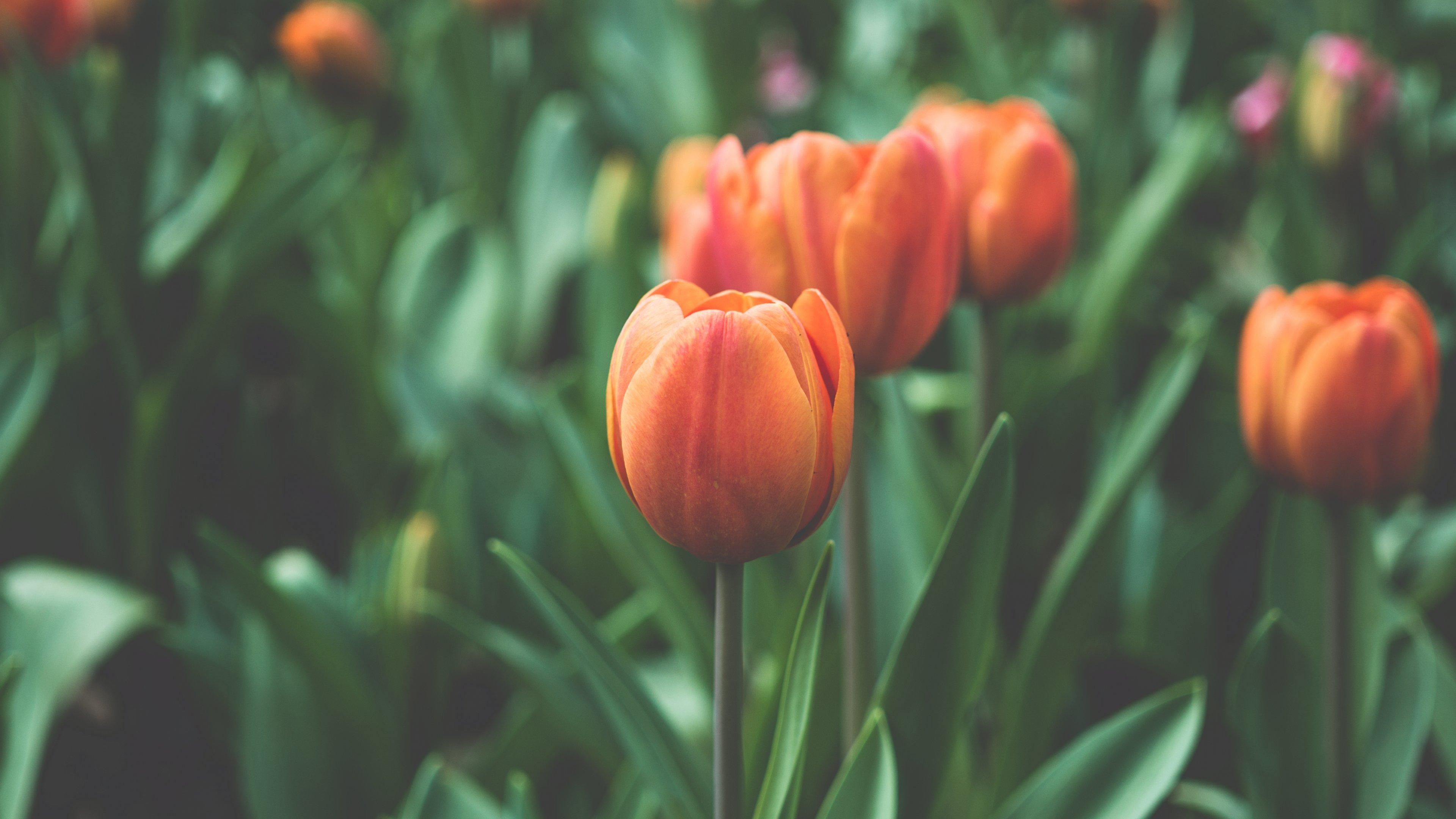 3840x2160 Orange Tulip Wallpaper, Android & Desktop Background, Desktop