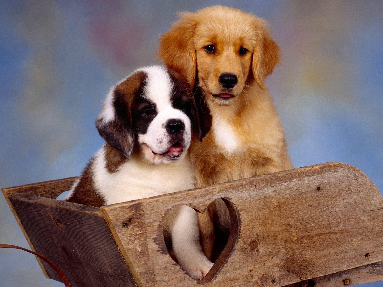 1600x1200 It Takes Two, St. Bernard and Golden Retriever, Desktop