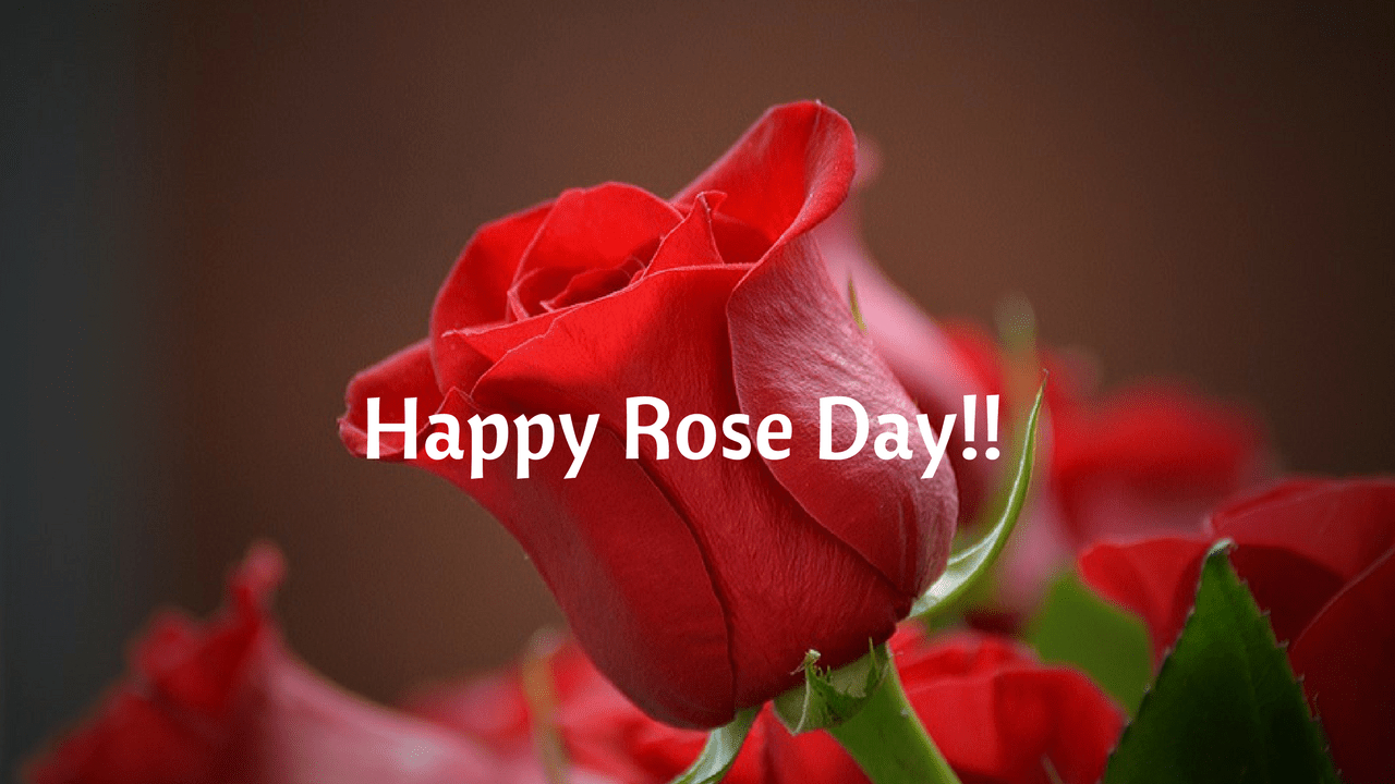 1280x720 Happy Rose Day Image HD download with quotes for Boyfriend, Desktop