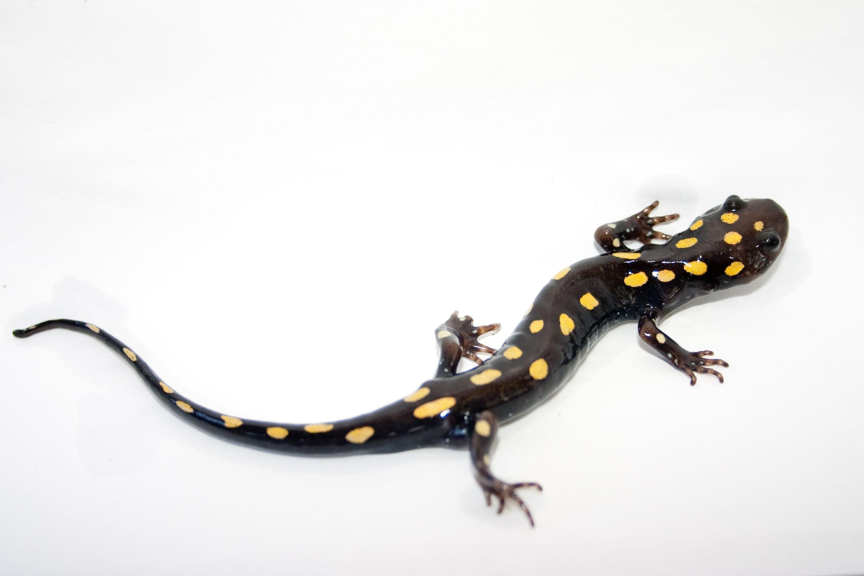 2830x1890 HD Salamander Wallpaper, Desktop