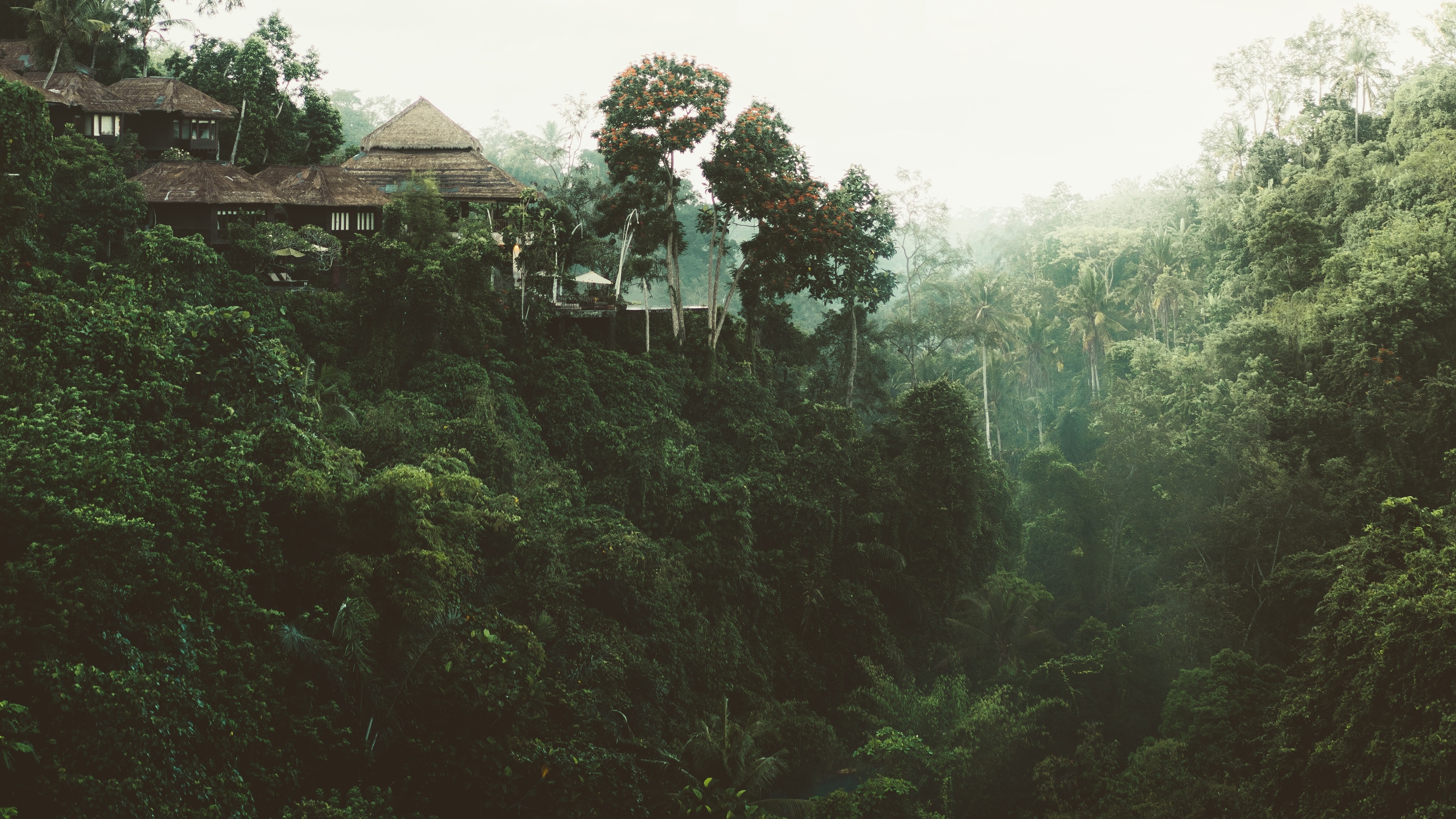 3840x2160 Wallpaper Jungle, trees, house  UHD 4K Picture, Image, Desktop