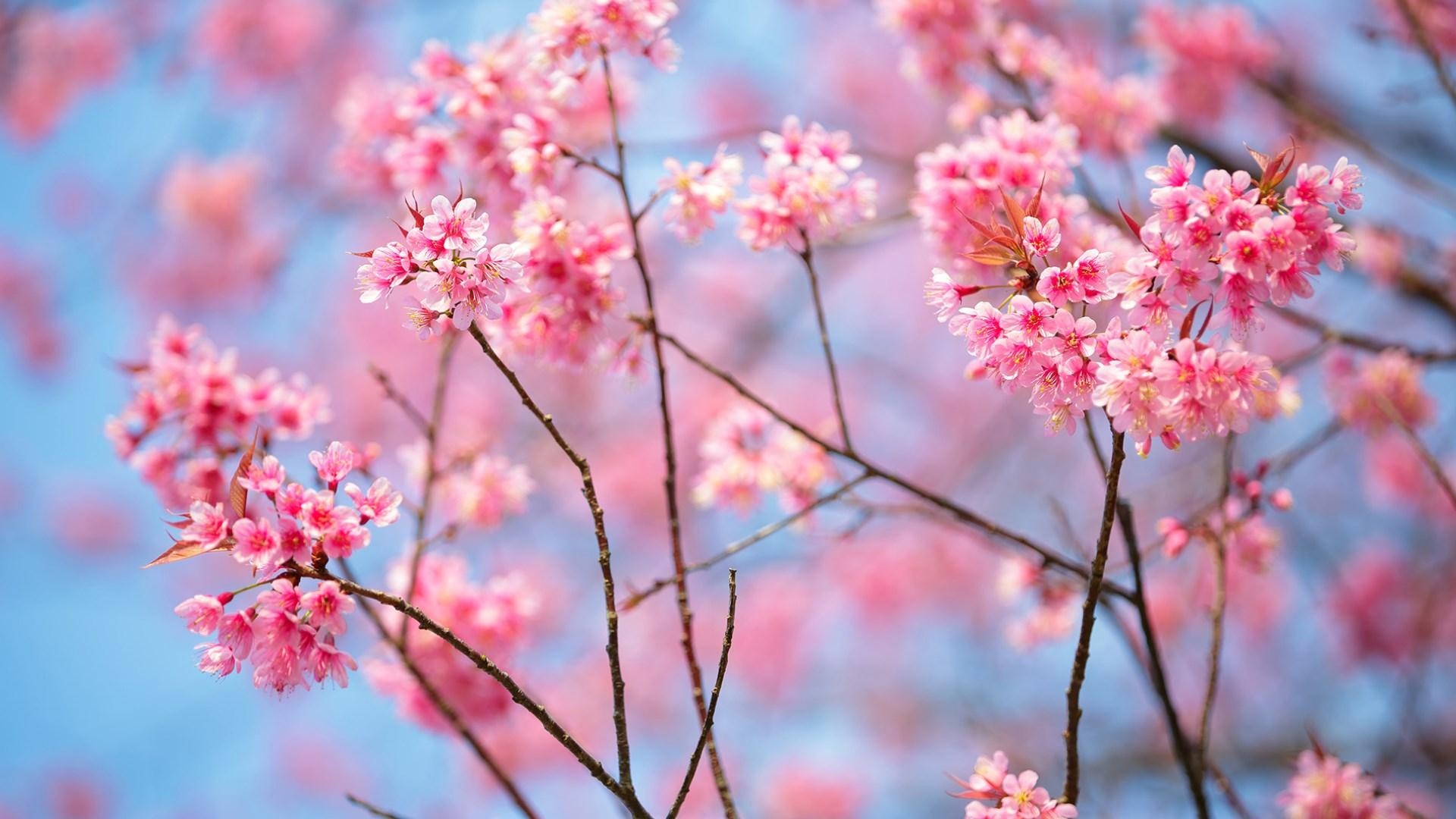 1920x1080 Get Cherry Blossoms, Desktop