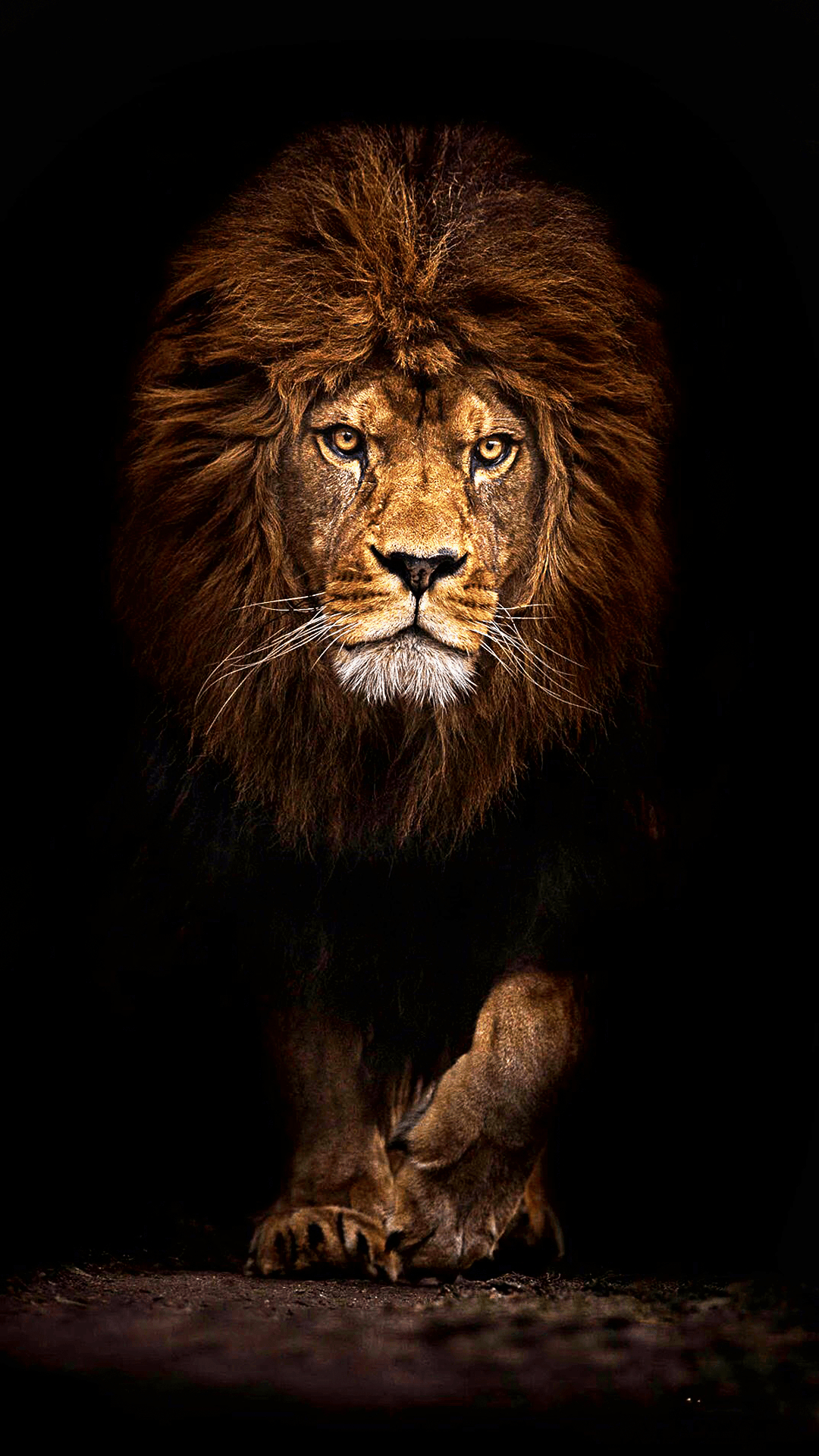 1080x1920 4K Ultra HD Lions Wallpaper Free 4K Ultra HD Lions Background, Phone