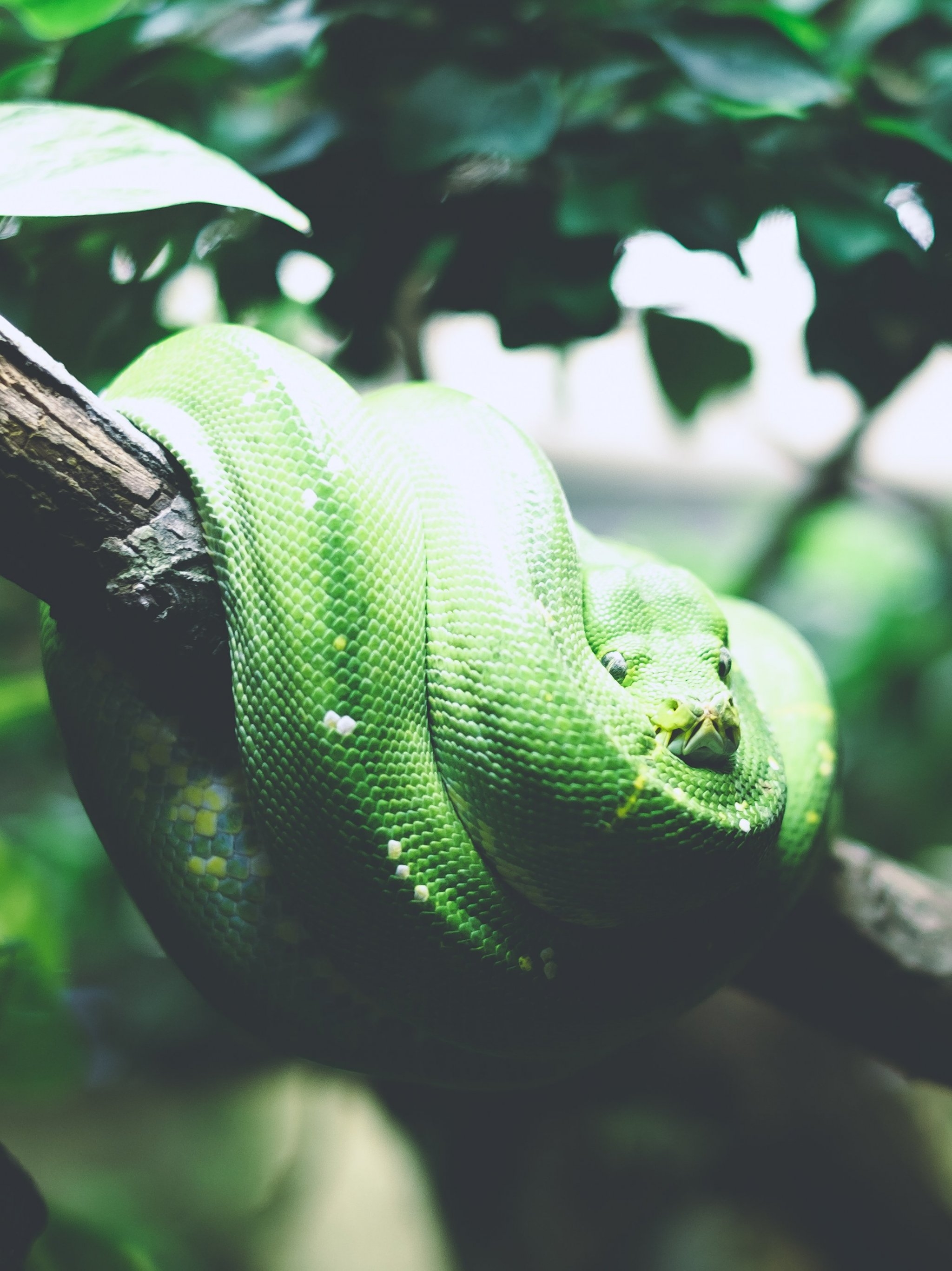 2050x2740 Tree Snake Wallpaper, Android & Desktop Background, Phone