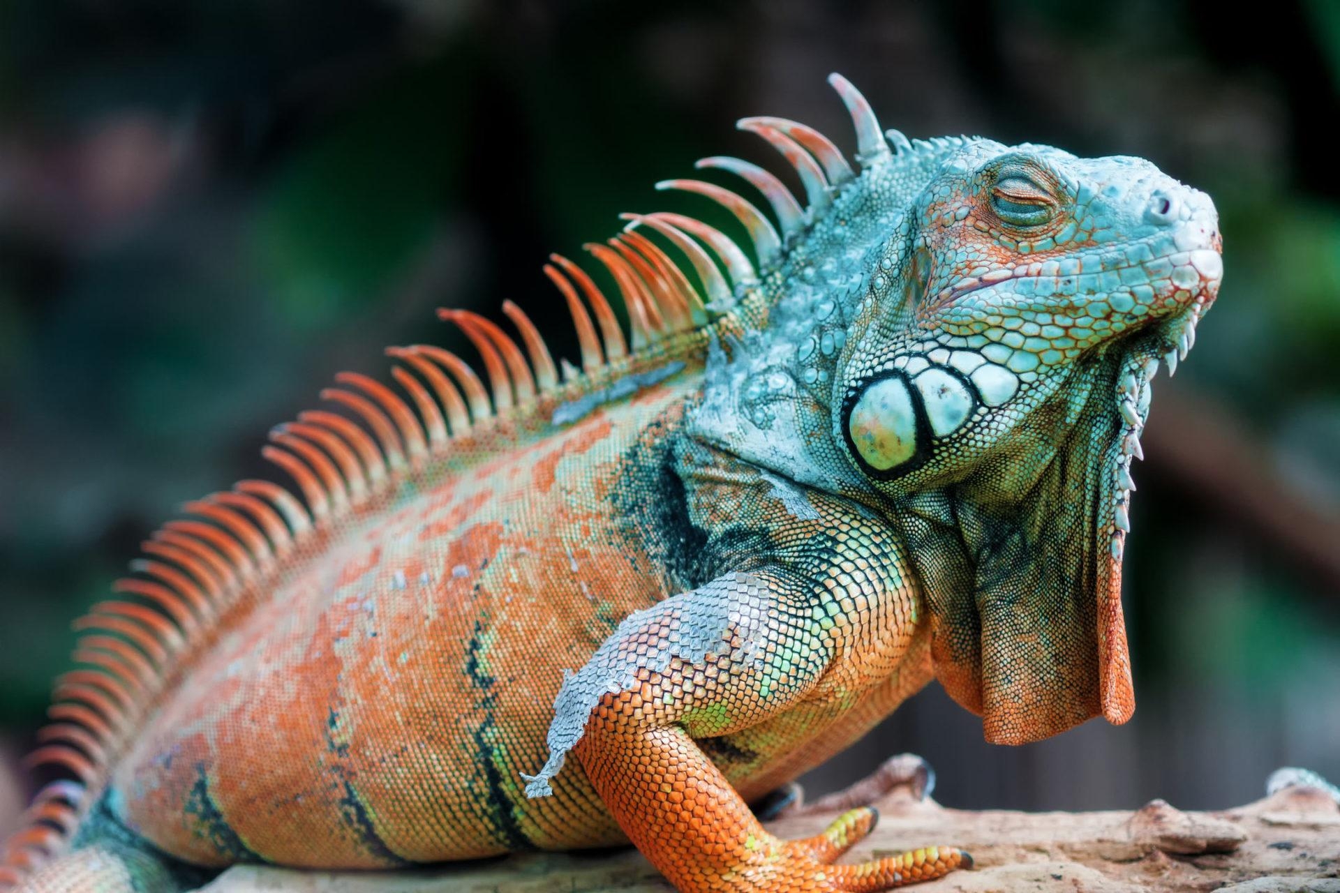 1920x1280 Iguana HD Wallpaper New Tab Theme, Desktop