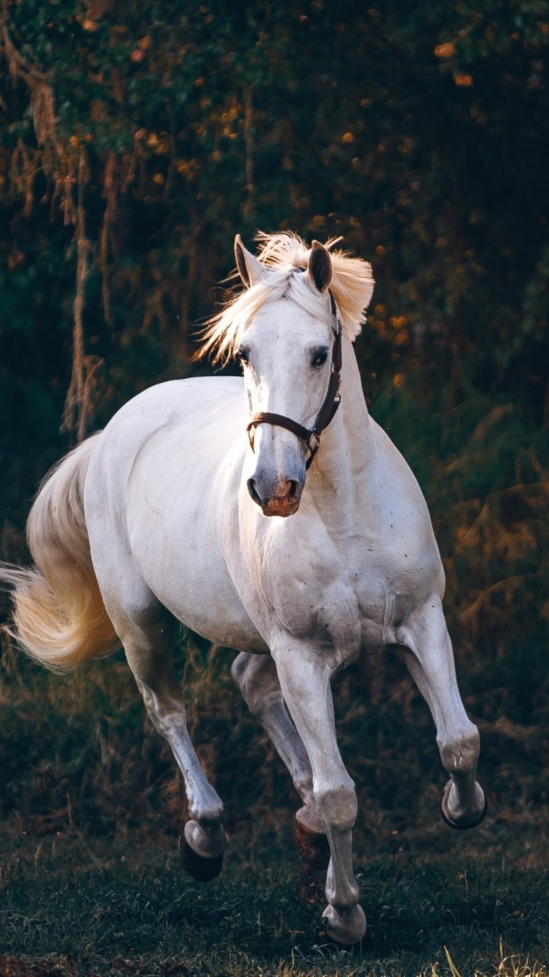 1080x1920 Horse running in the fields HD Wallpaper iPhone 6 / 6S Plus, Phone