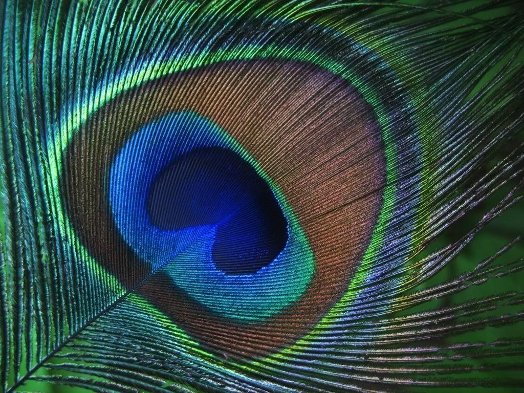 1030x770 image about Paint color schemes. Peacock, Desktop