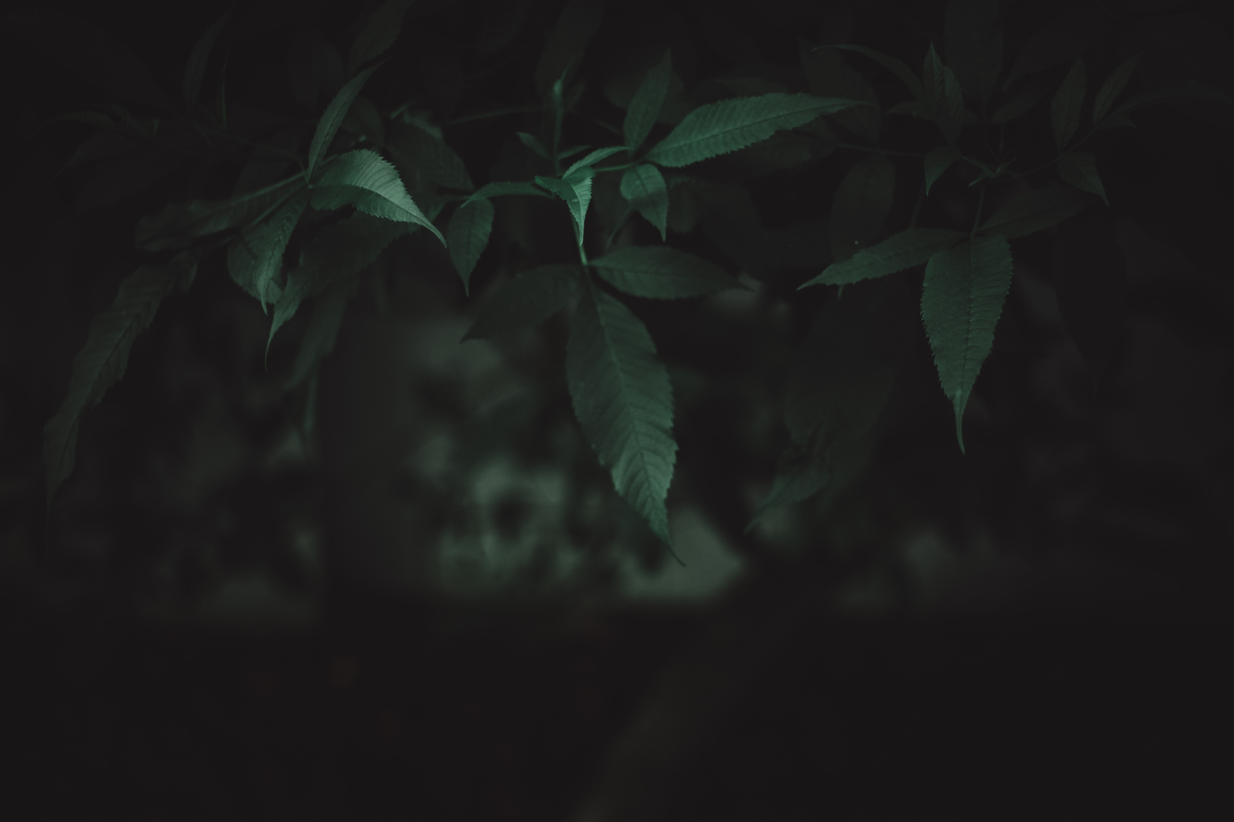 5190x3460 Dark Nature Photo, Download The BEST Free Dark Nature & HD Image, Desktop