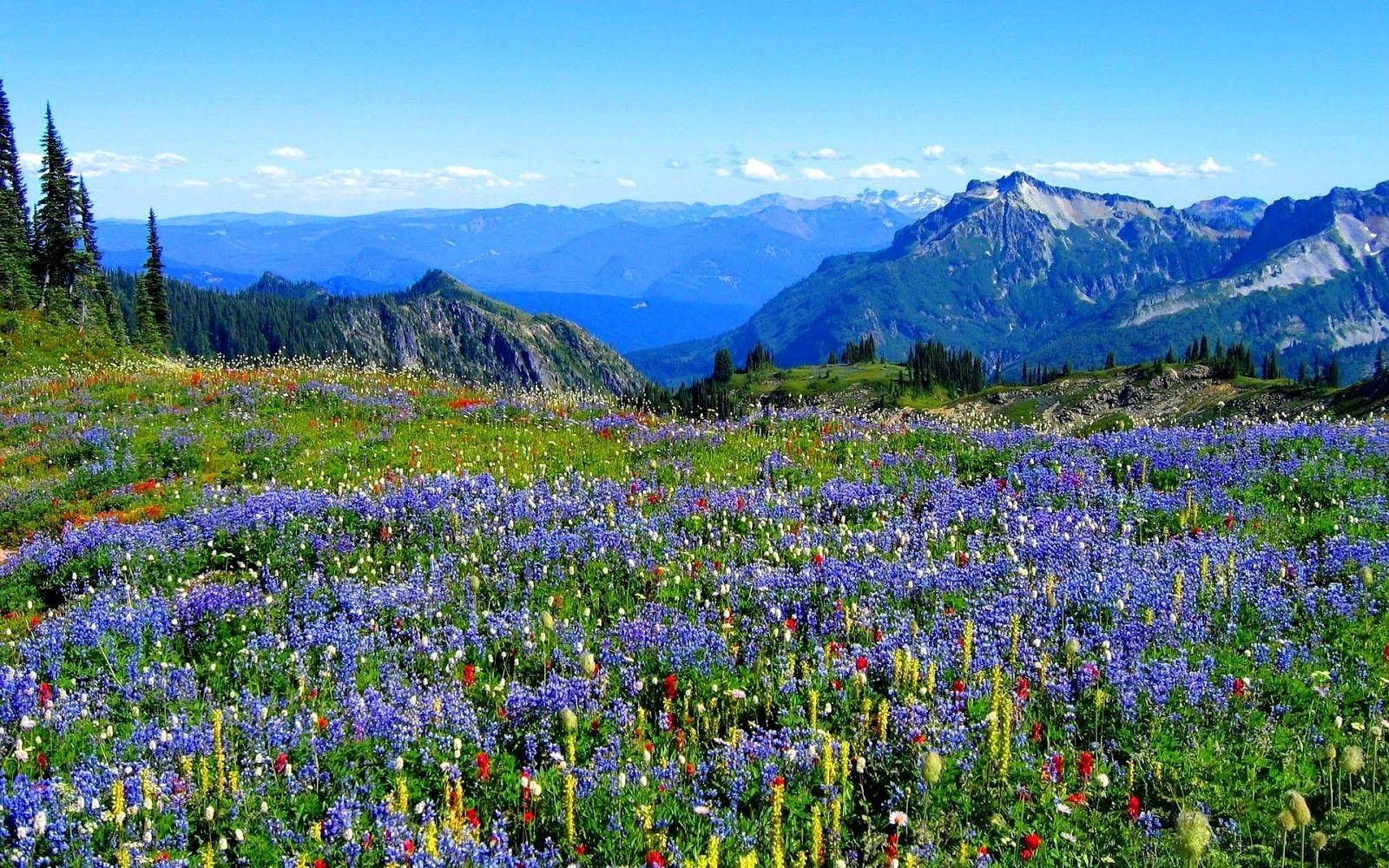 1600x1000 Flowers: Fresh Nature Field Wildflowers Peaks Lovely Delight, Desktop