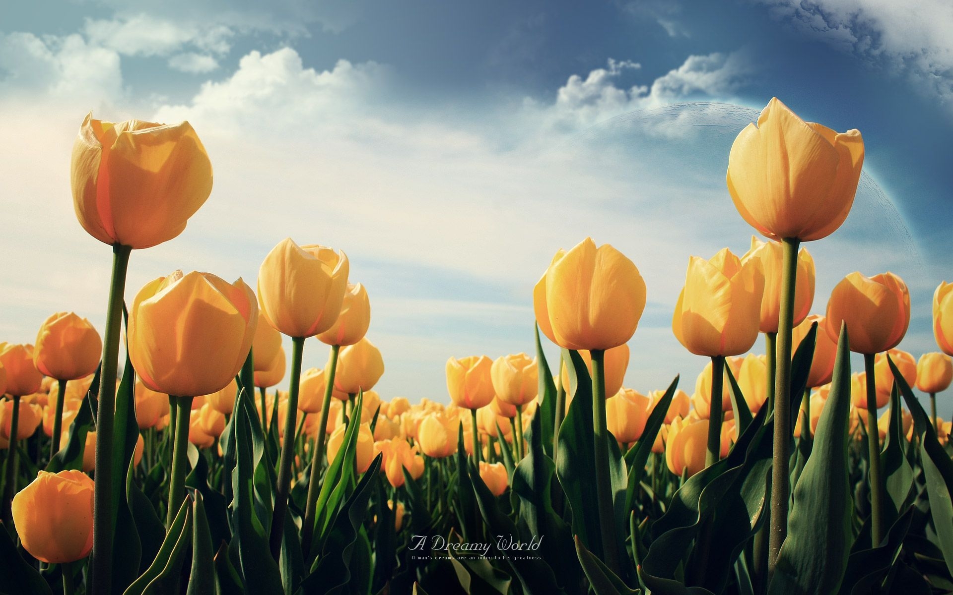 1920x1200 Tulip HD Wallpaper Free Download, Desktop