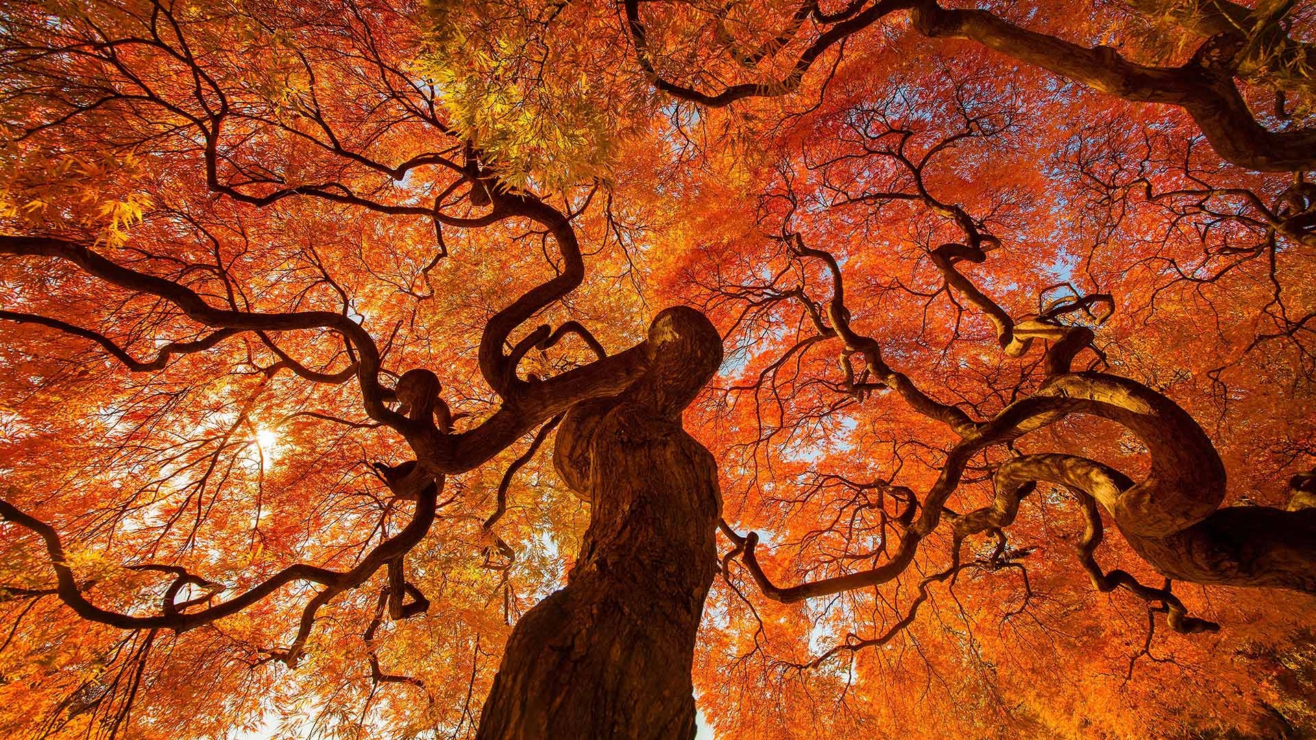 1920x1080 Autumn tree at Shinjuku Gyoen national park in Tokyo, Japan, Desktop