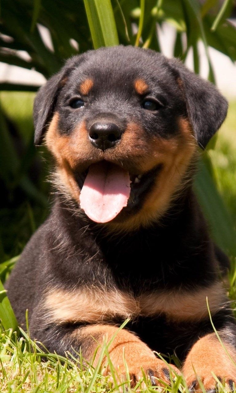 770x1280 Animal Wallpaper: Rottweiler Puppy Desktop Wallpaper For Desktop. Desktop Background, Phone