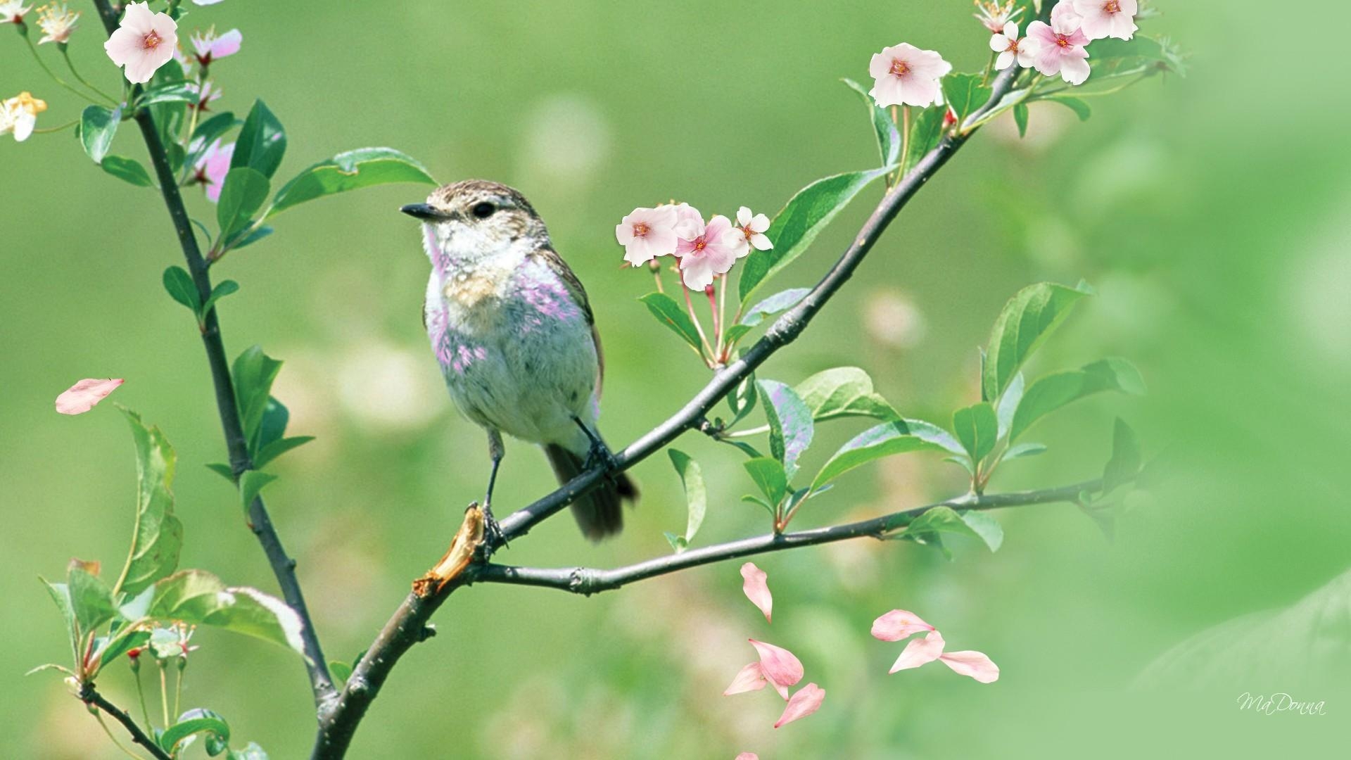 1920x1080 Spring Sakura Bird HD desktop wallpaper, Widescreen, High, Desktop