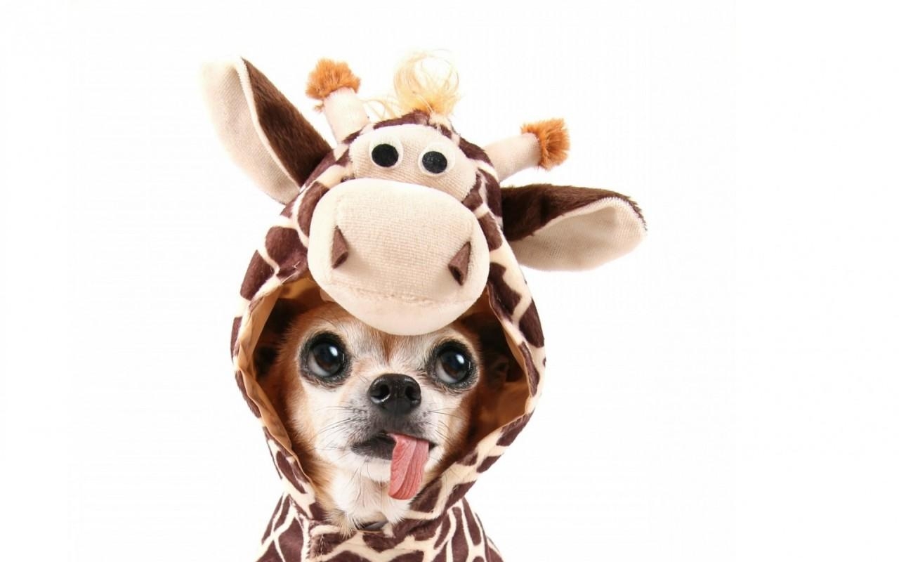 1280x800 Chihuahua Giraffe Costum wallpaper. Chihuahua Giraffe Costum stock, Desktop