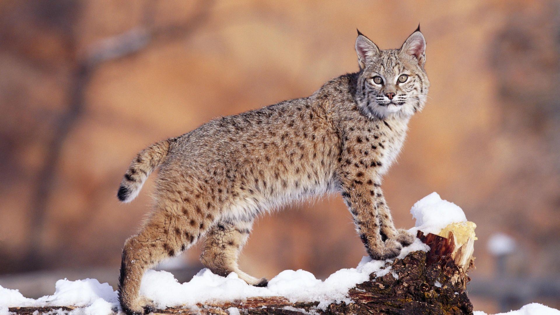 1920x1080 Animals: Watchful Bobcat, Uinta National Forest, Utah, desktop, Desktop