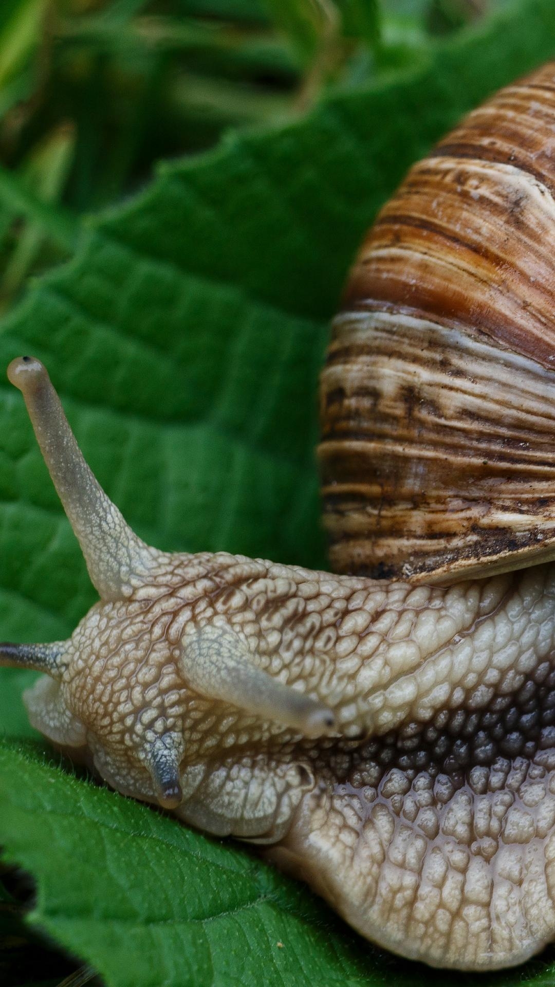 1080x1920 Download wallpaper  snail, slugs, macro, shell, Phone