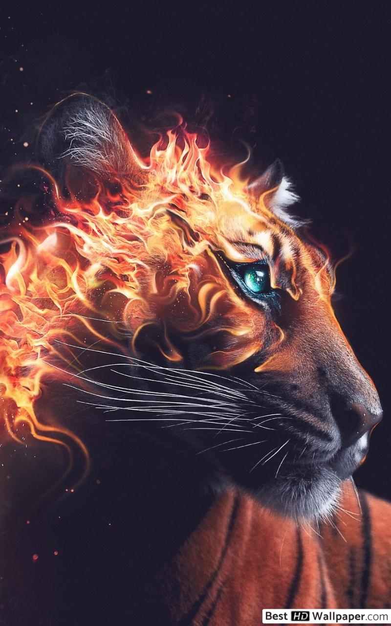 800x1280 Tiger's Rage Fire HD wallpaper download, Phone