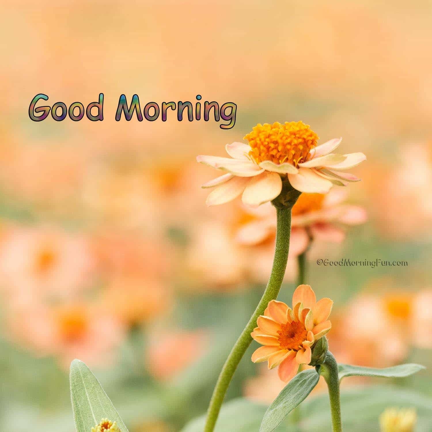 1500x1500 Good Morning Flowers Morning Fun, Phone