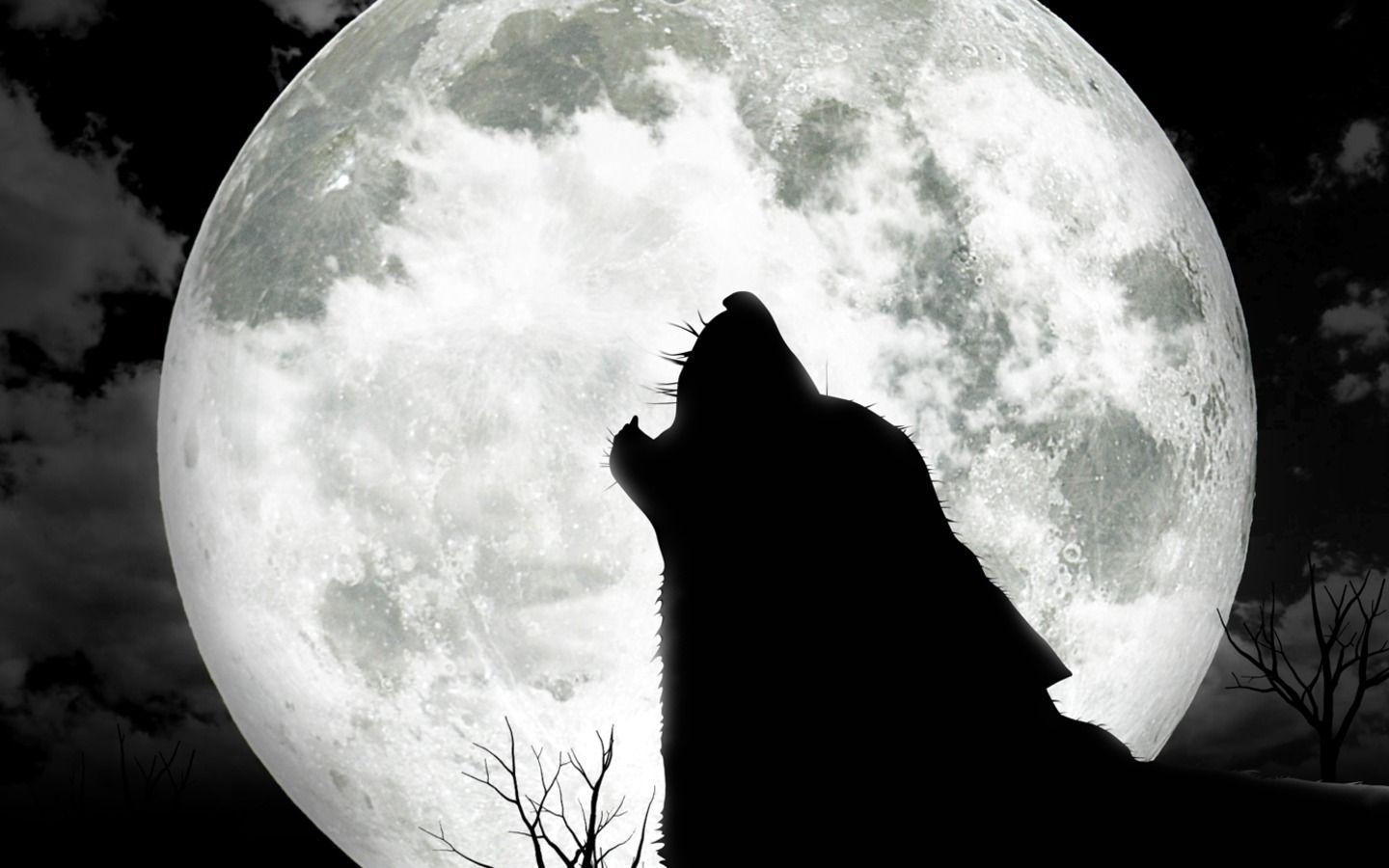 1440x900 wolf wallpaper, Desktop