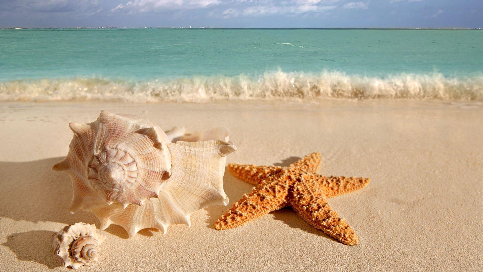 1920x1080 sea shells wallpaper. Free High Definition Wallpaper, Desktop