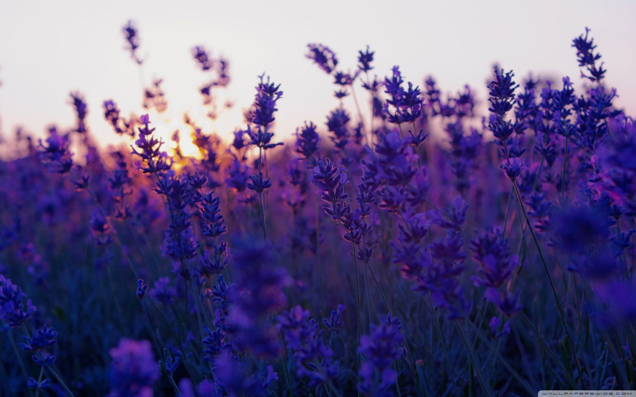 2560x1600 Lavender Flowers Background HD Wallpaper, Background Image, Desktop