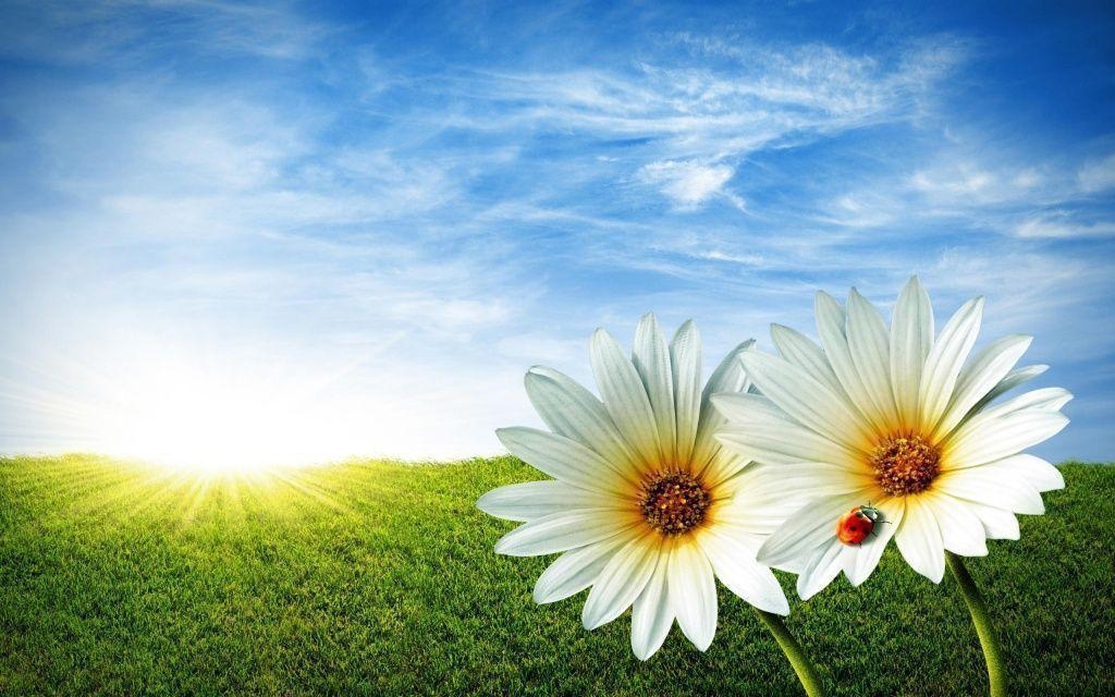 1030x640 Spring Flowers Wallpaper, Desktop