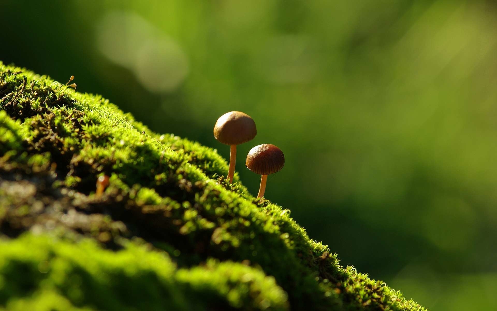 1920x1200 Mushroom Desktop Wallpaper HD, Desktop