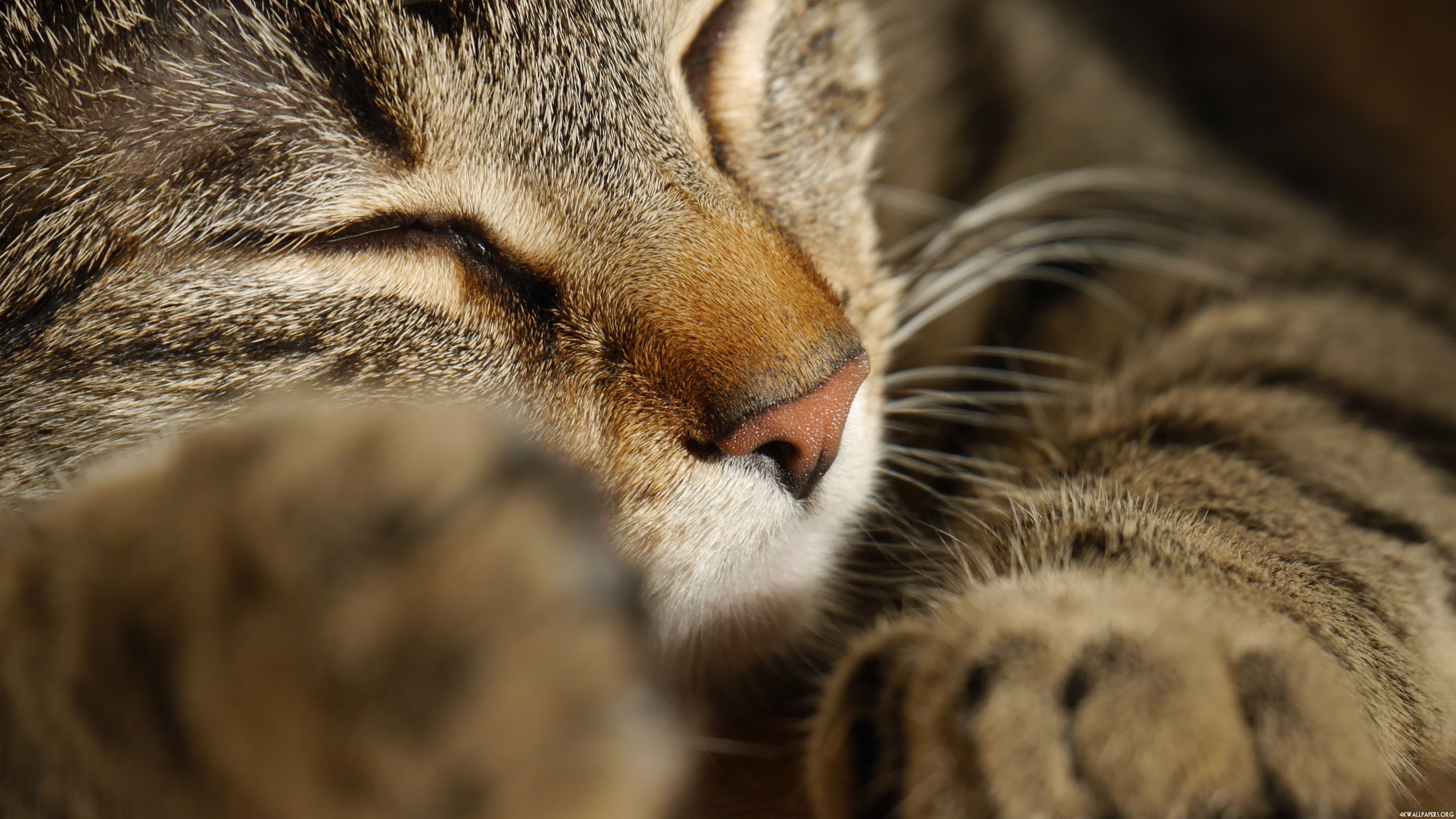 3840x2160 4K Sleeping Cat Close Up Wallpaper, Desktop