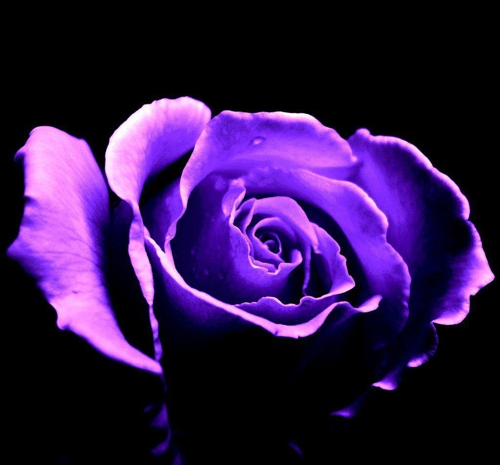 1030x960 Purple Roses 51 Background HD, Desktop