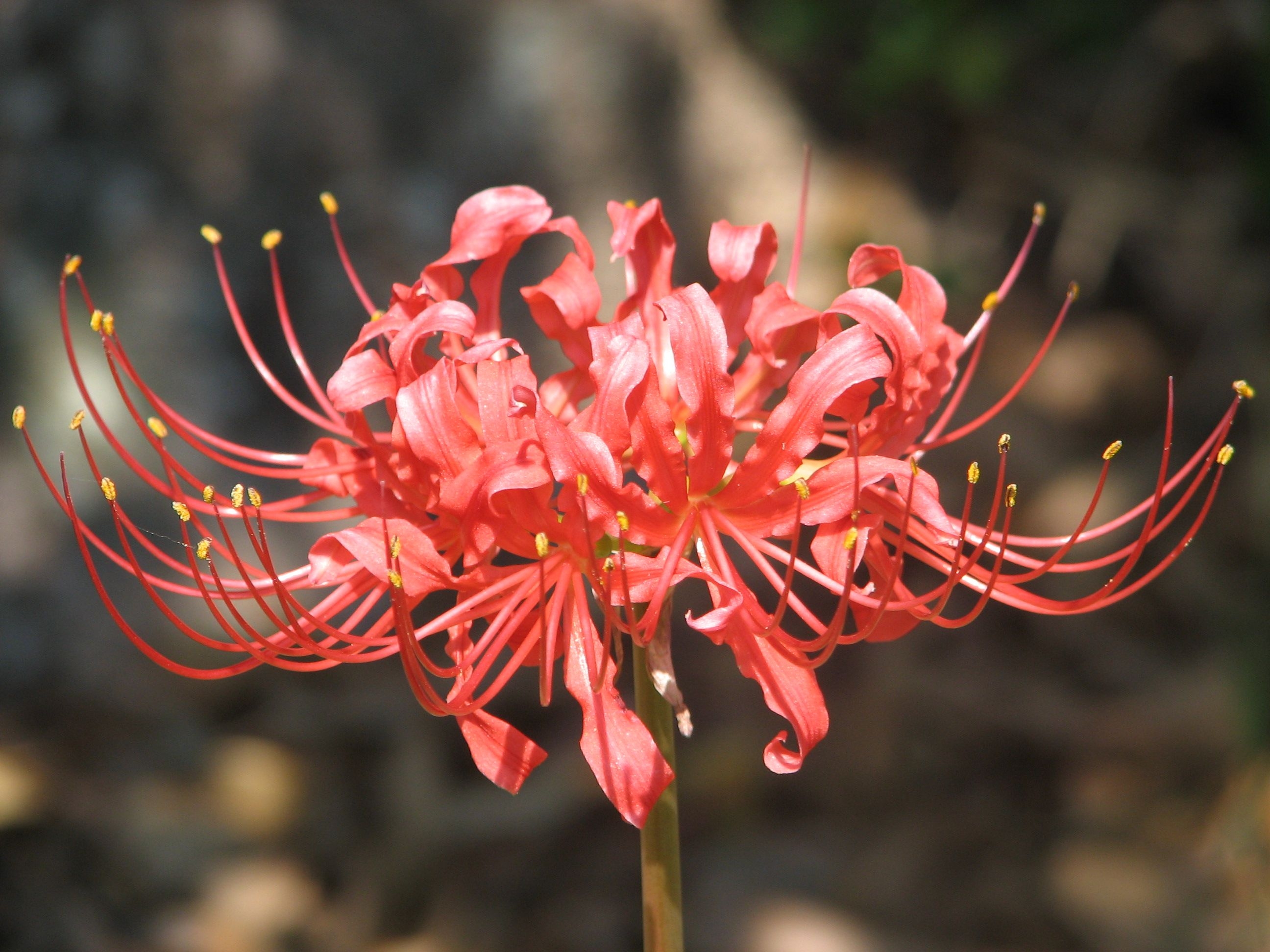 2600x1950 Red spider lily HD Wallpaper, Desktop