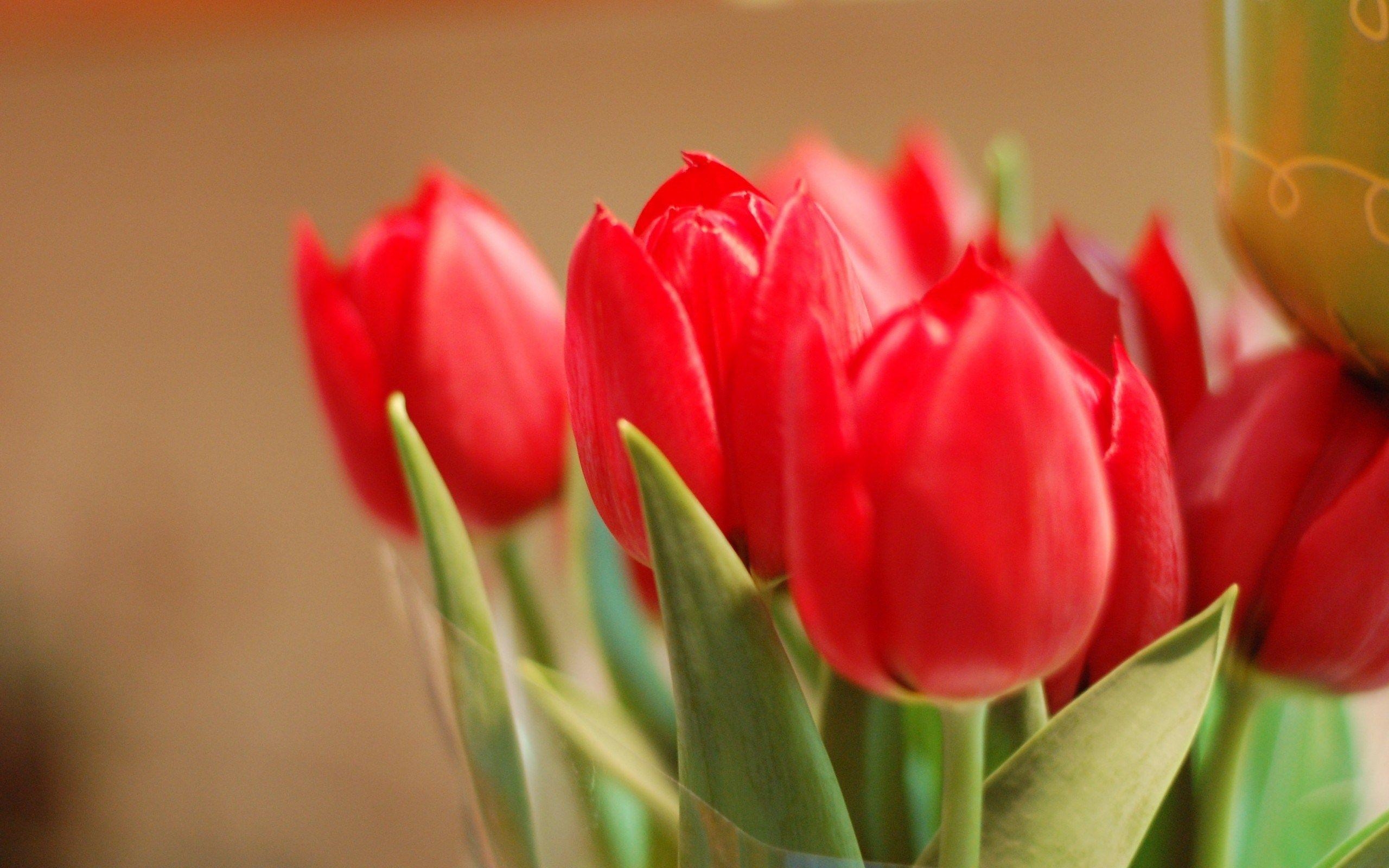 2560x1600 Red Tulip Flower, Desktop