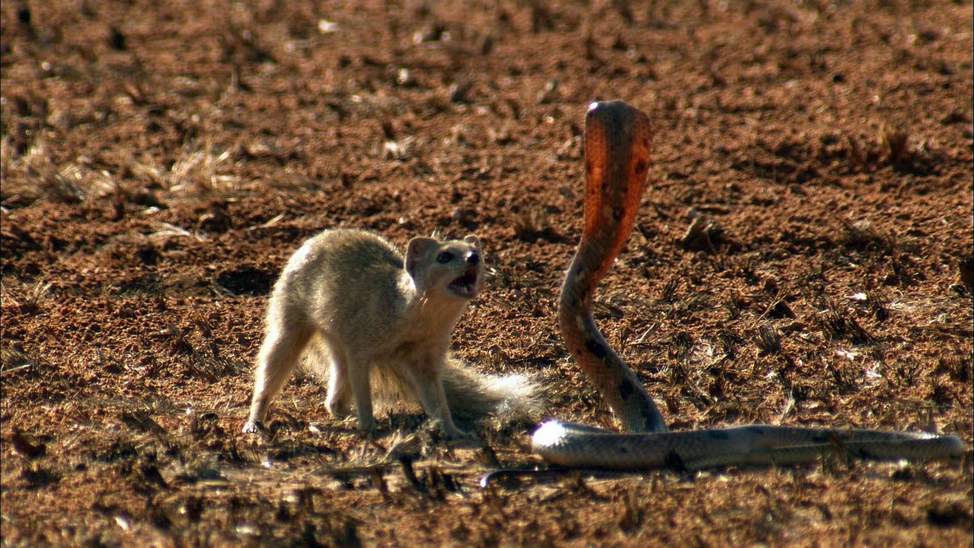 1920x1080 Mongoose Vs. Cobra. Mongoose, Cobra snake, Cobra video, Desktop