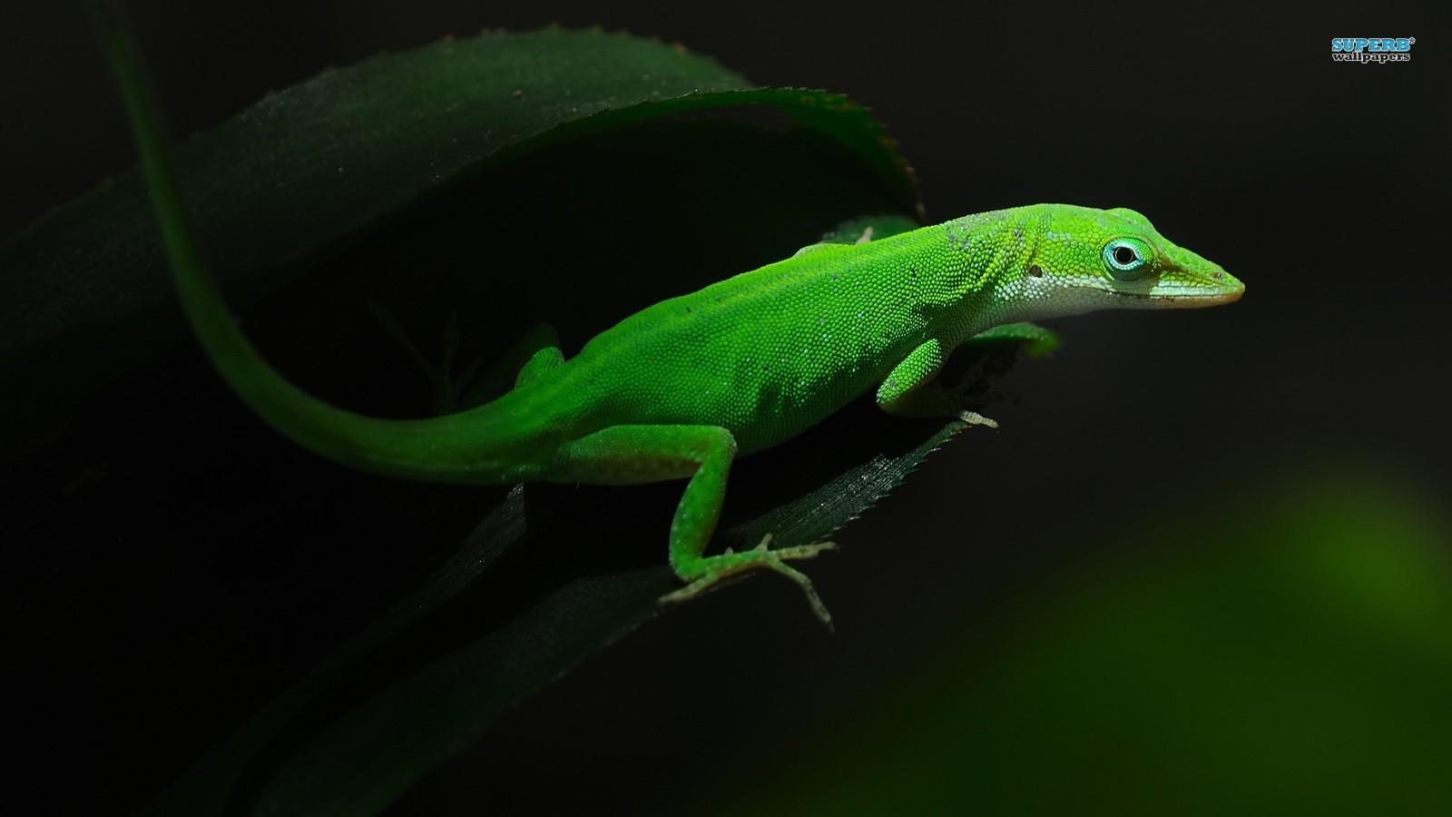 1600x900 lizards image Gecko HD wallpaper and background photo, Desktop