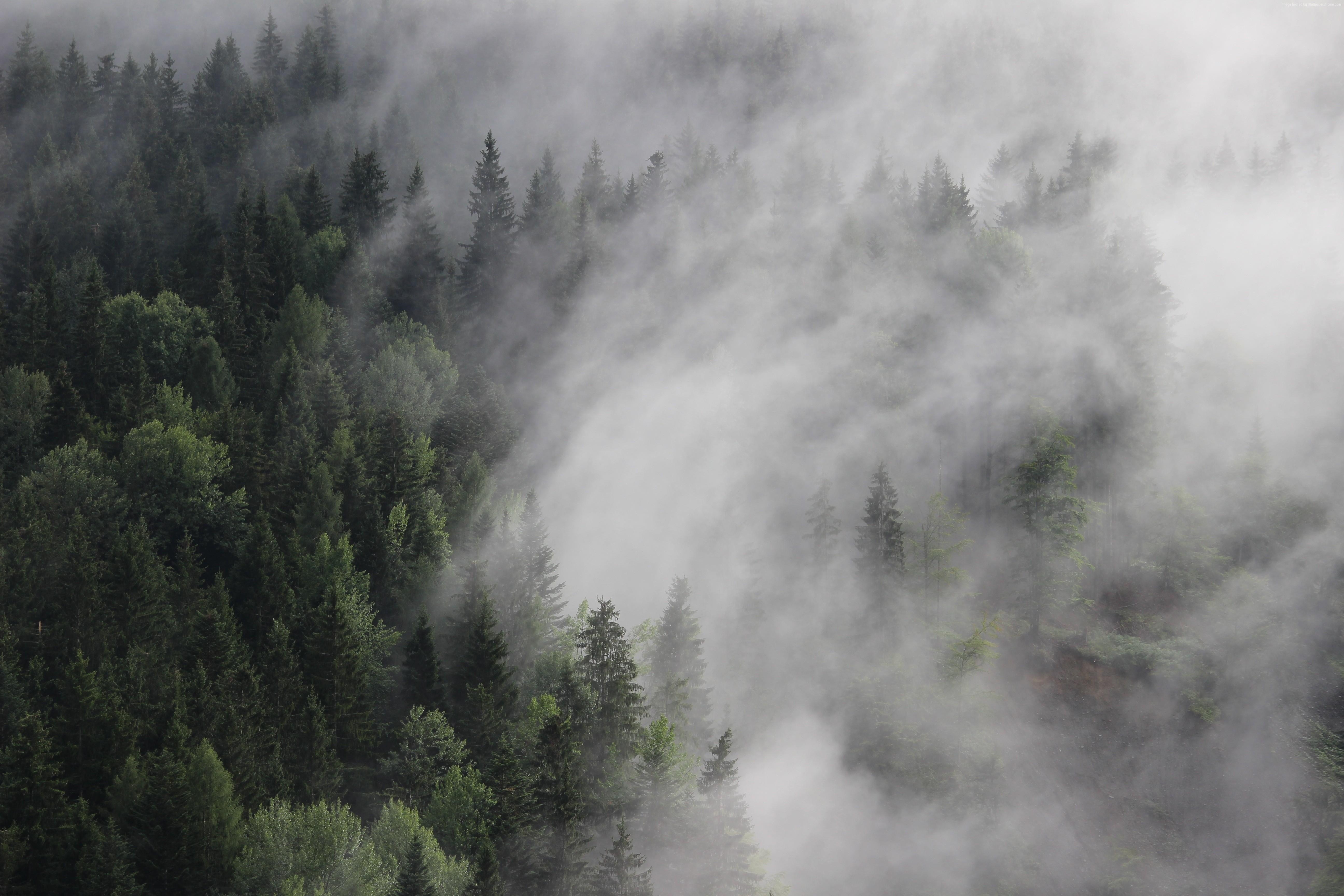 5190x3460 fog, #pines, #mist, #Austria, k, #forest, k, k wallpaper, Desktop