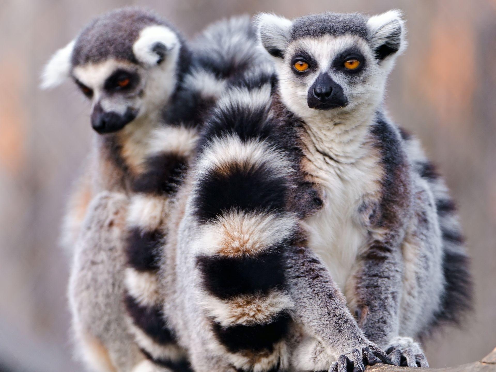 1920x1440 Lemur Full HD Wallpaper and Backgroundx1440, Desktop