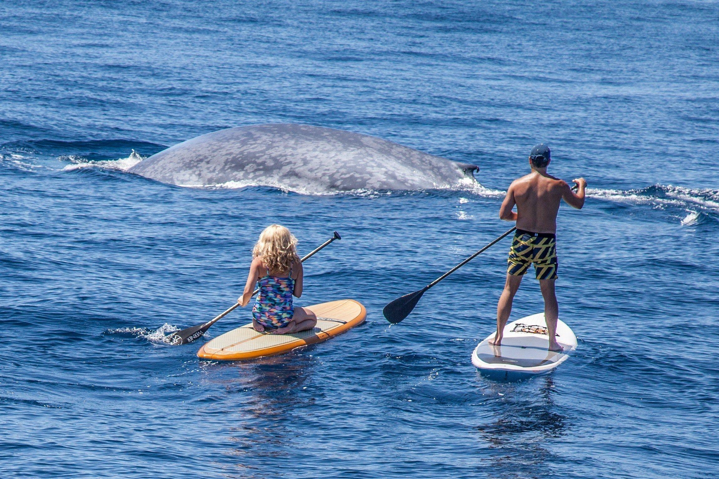 2310x1540 sea blue whale paddle and paddle board HD wallpaper and background, Desktop