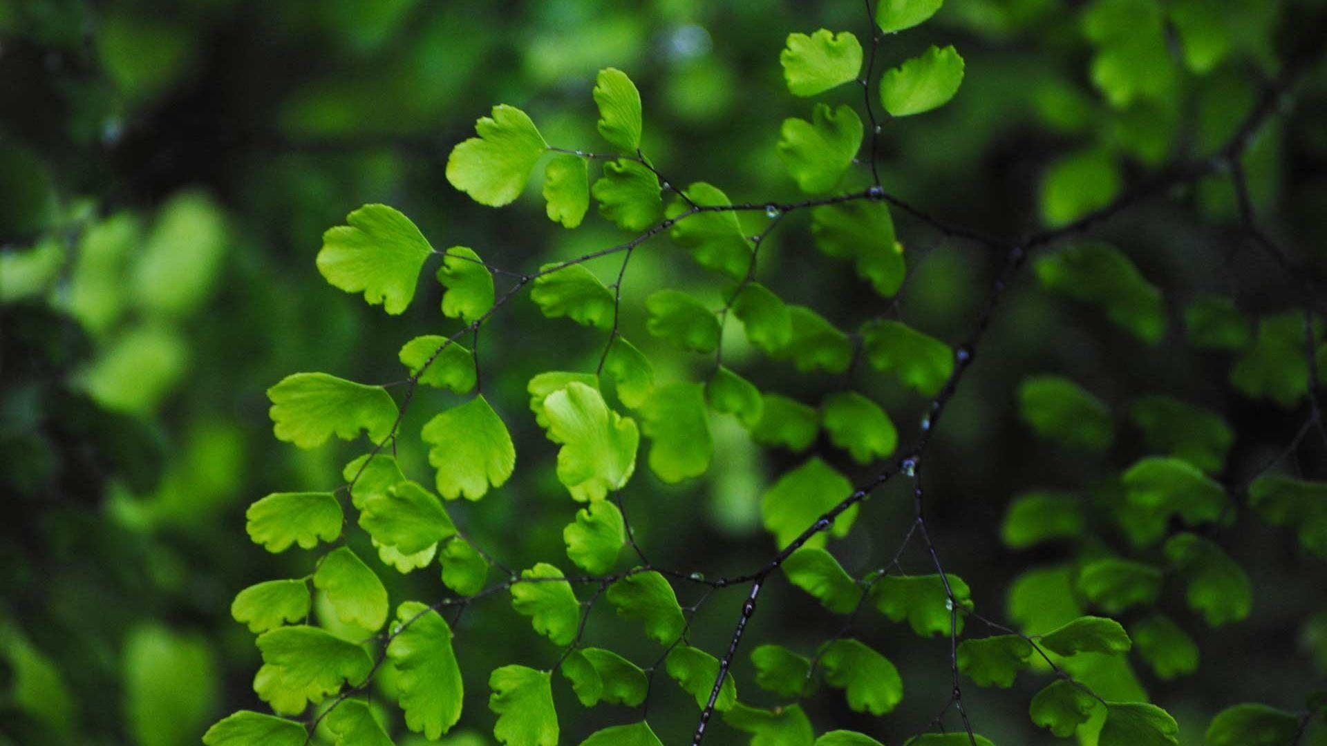 1920x1080 Green Leaves Wallpaper, Desktop