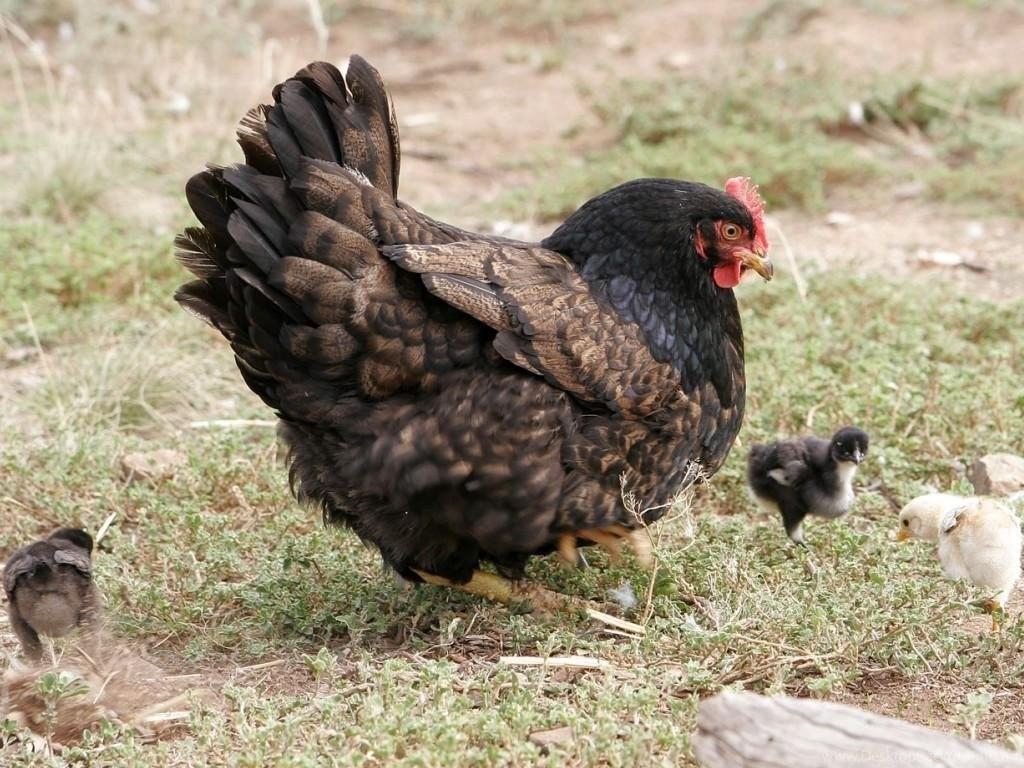 1030x770 Free Wallpaper Mother Hen Chicken With Chicks Desktop Background, Desktop