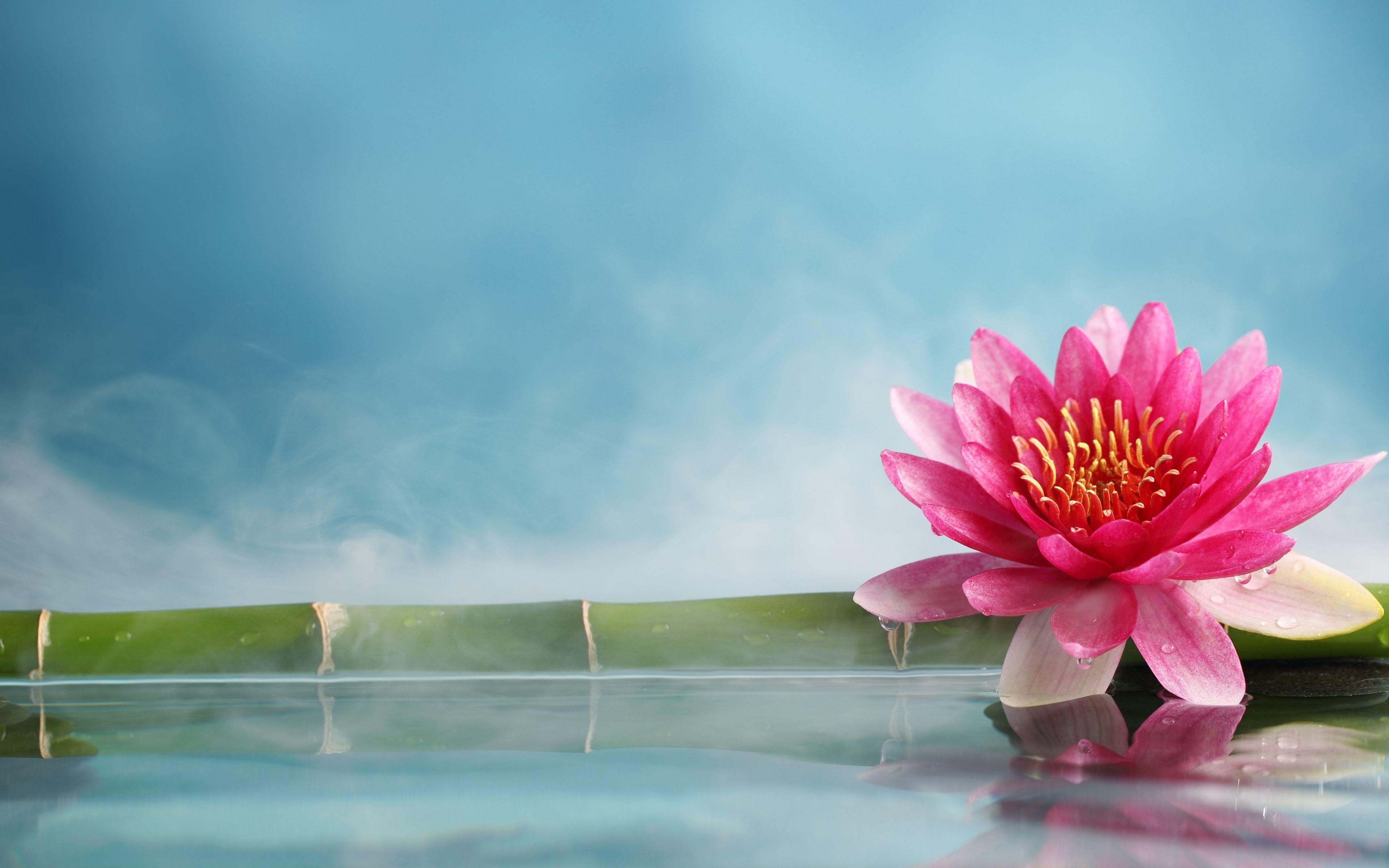 3840x2400 Download lotus, flower, bamboo, water, 5k 4K resolution 16:10 ratio wallpaper, Desktop