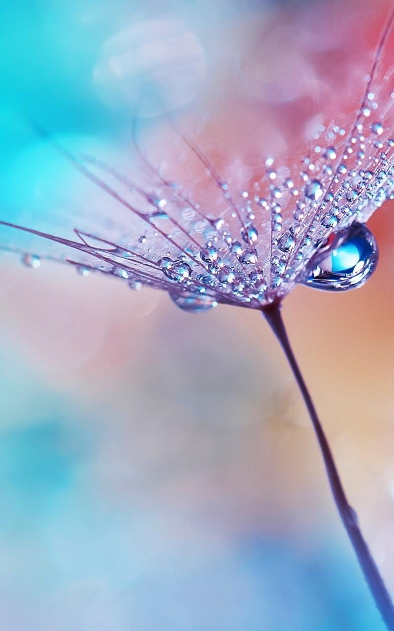 800x1280 Download  Wallpaper For Android, Flower, Water Drops, Dew, Phone