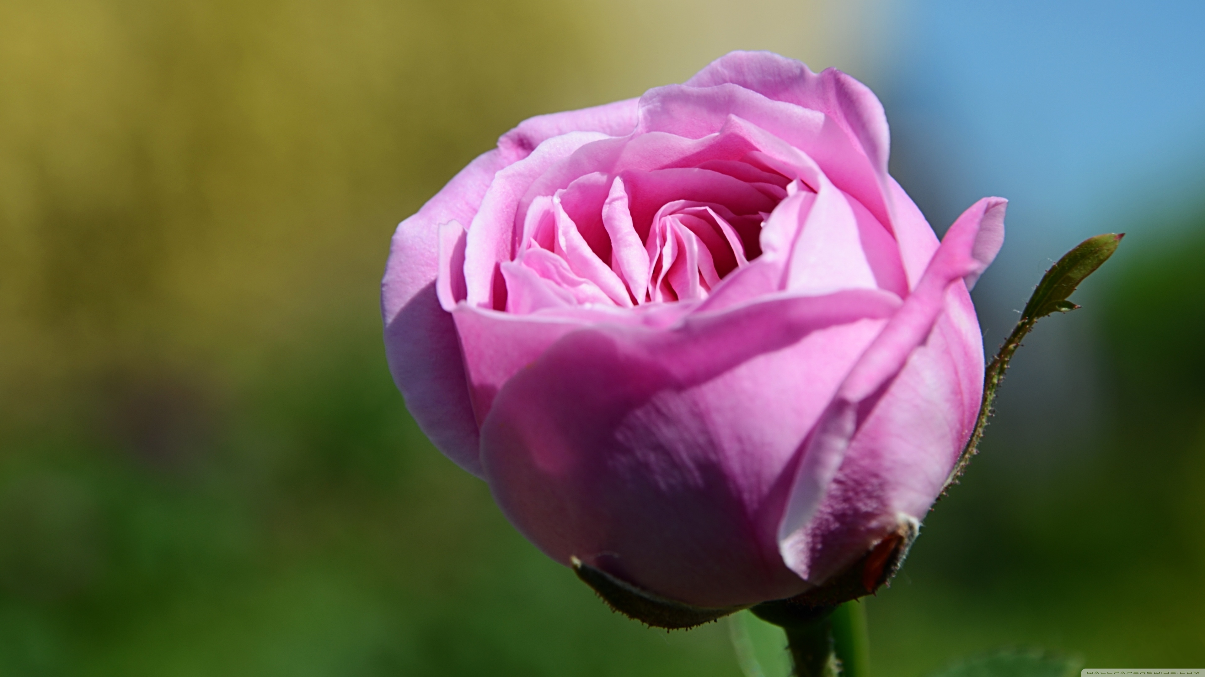 3840x2160 Pink Rose Flower Ultra HD Desktop, Desktop