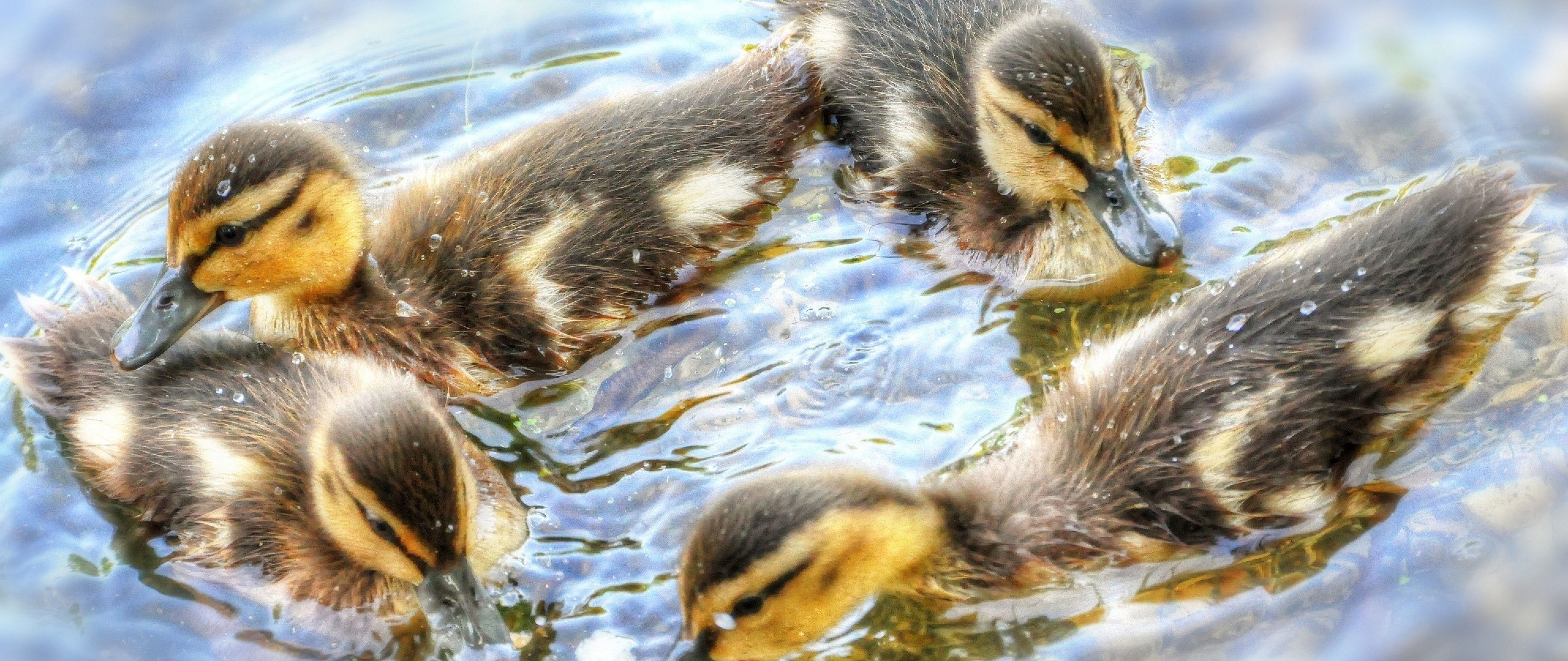 5120x2160 Baby Ducks HD Wallpaper 4K Ultra HD Wide TV, Dual Screen