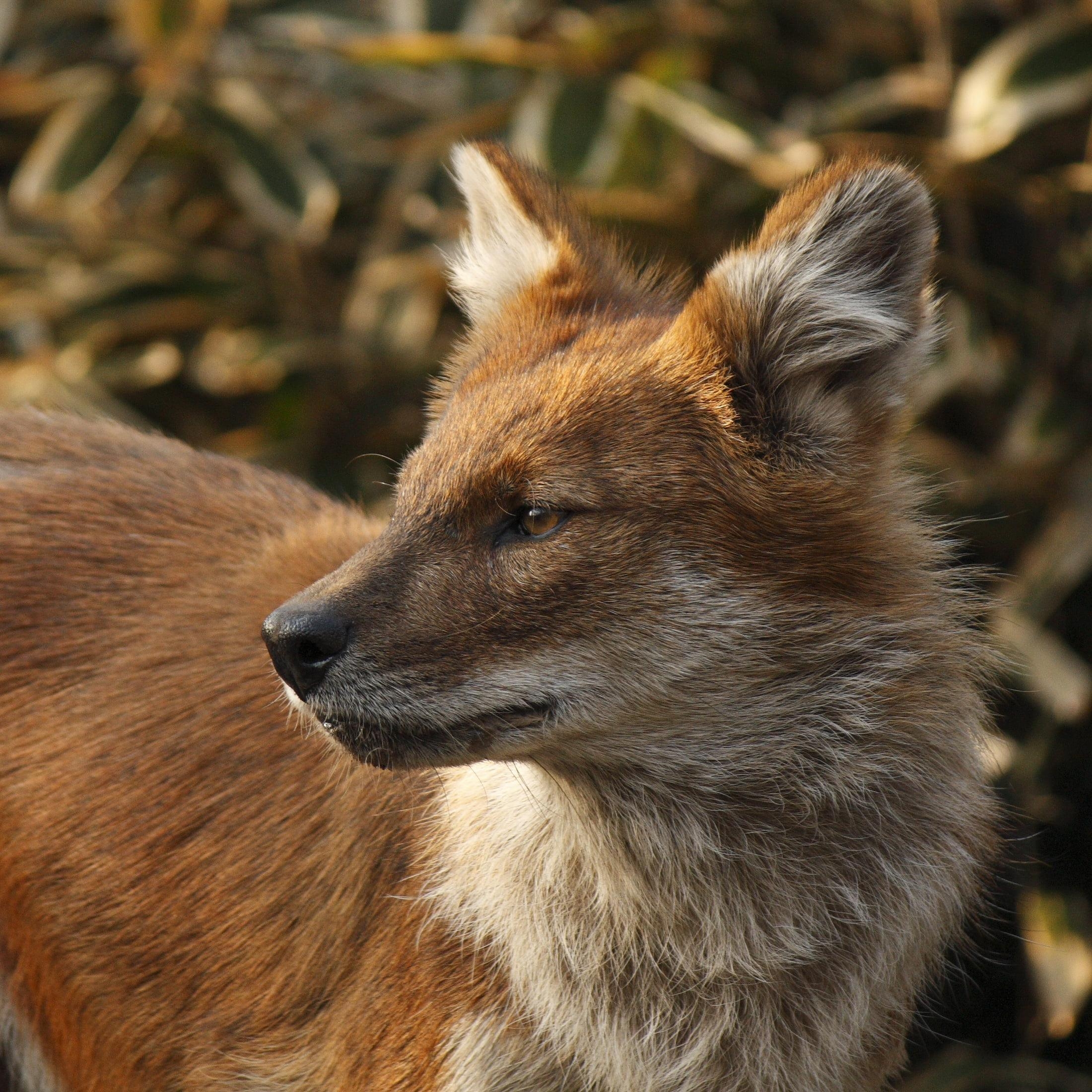 2200x2200 Brown and white fox closeup photography, dhole HD wallpaper, Phone