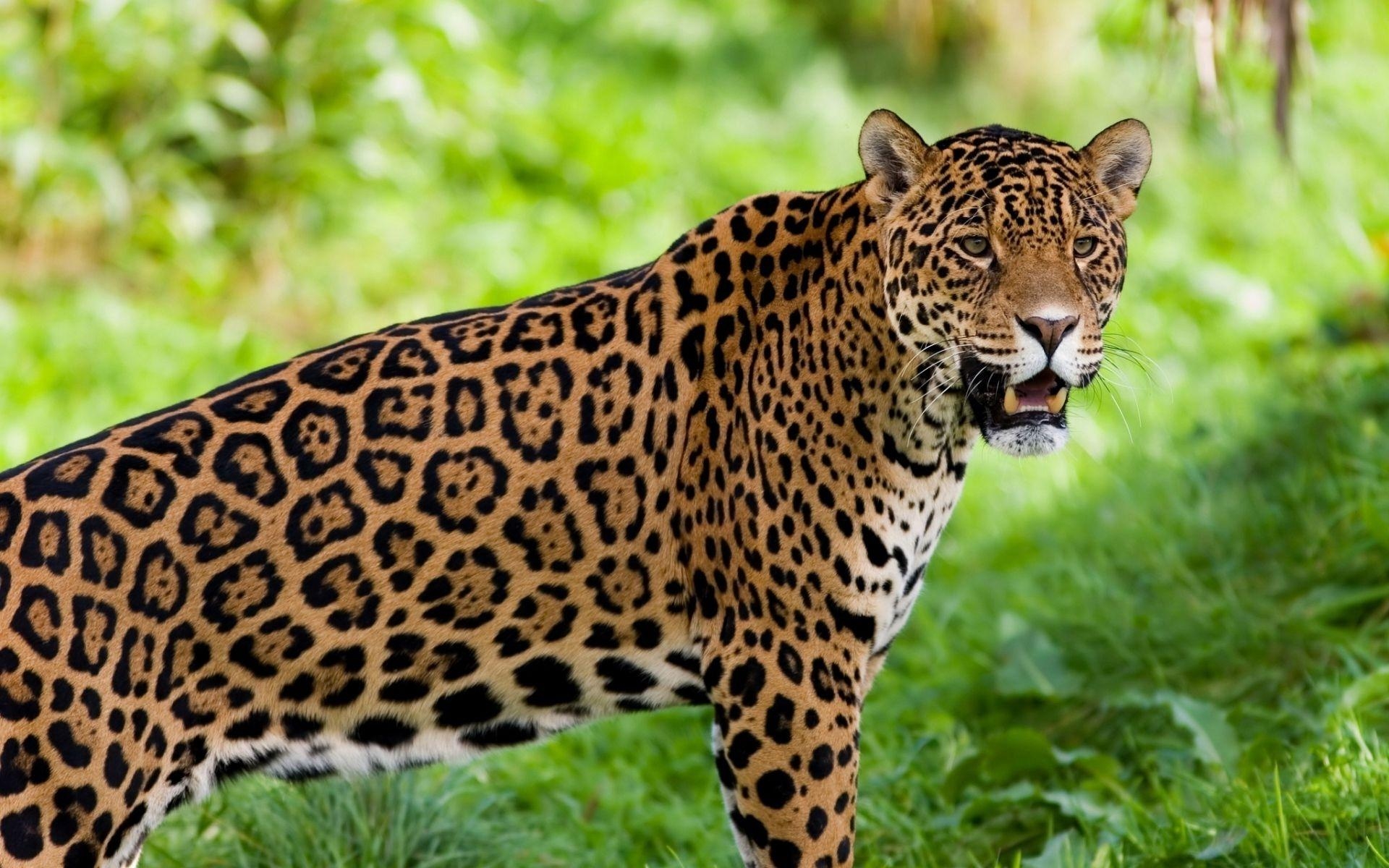 1920x1200 Jaguar Guyana National Animal, Desktop