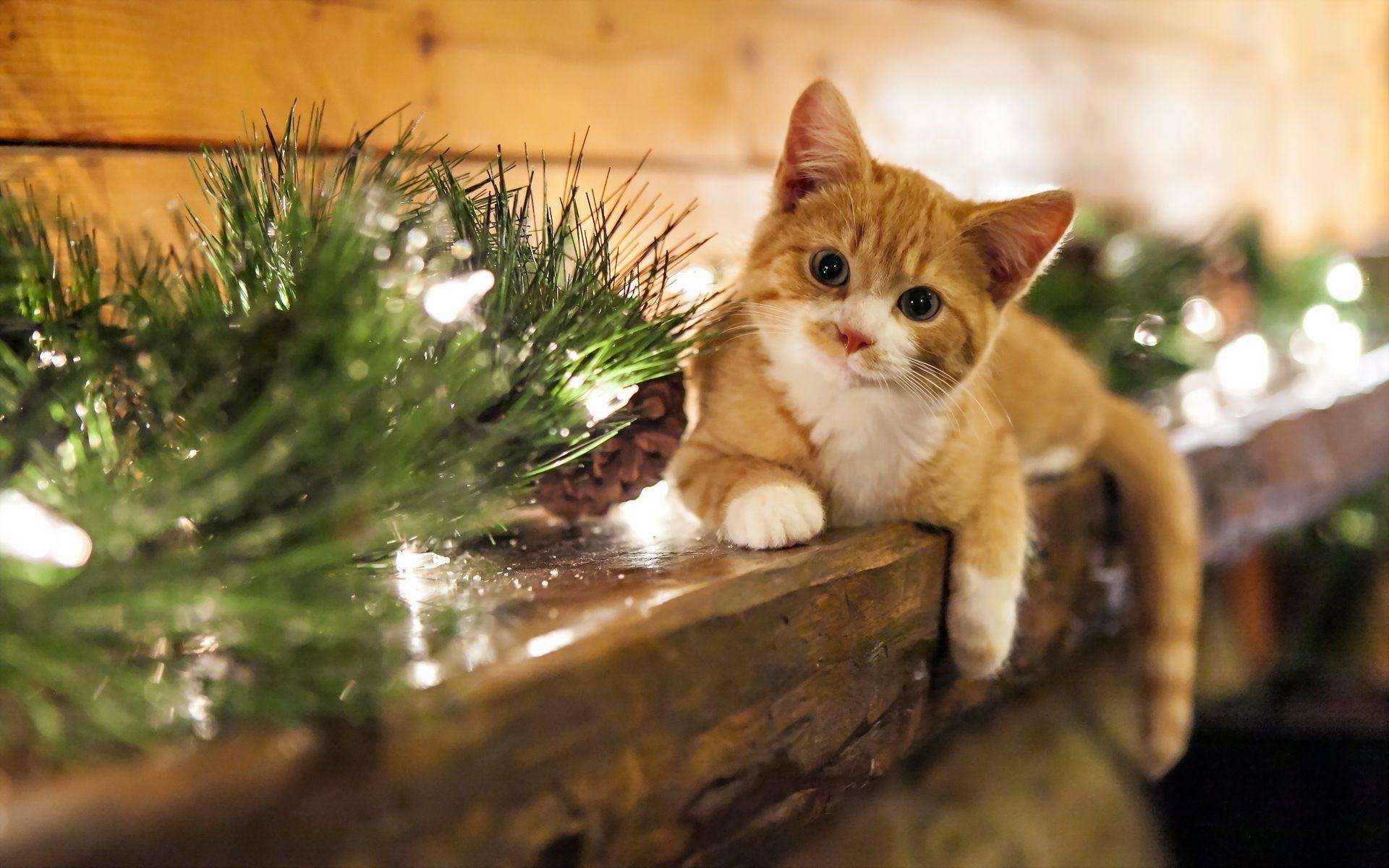 1920x1200 christmas cat wallpaper Desktop Wallpaperk HD, Desktop