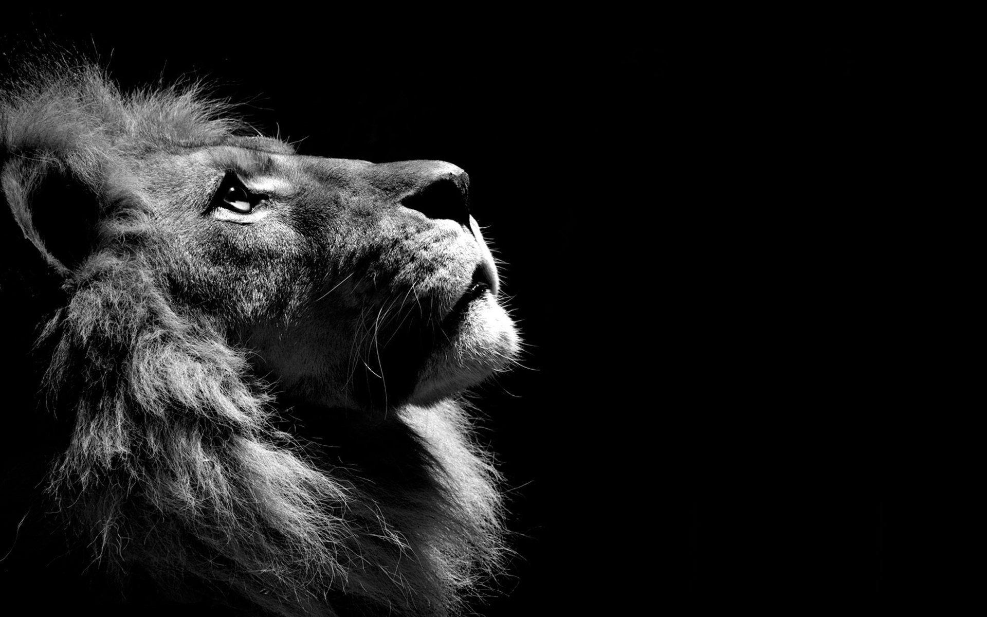 1920x1200 Lion Profile in Black and White Full HD Wallpaper and Background, Desktop