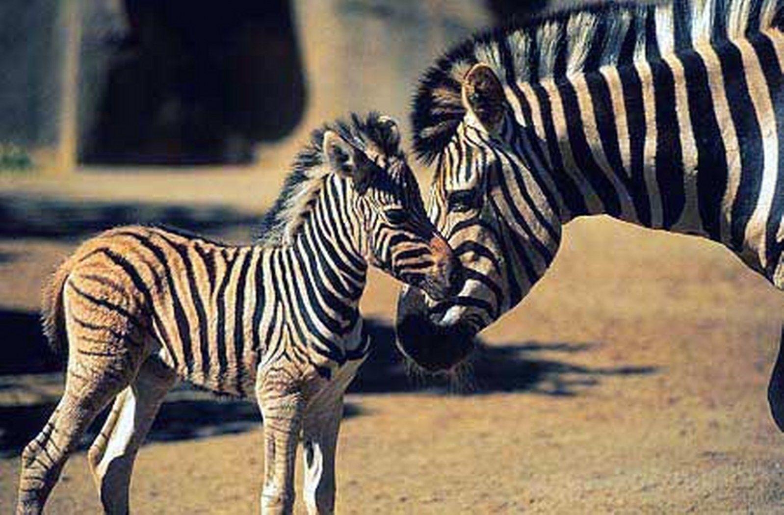 1600x1050 Newborn Zebra, Desktop