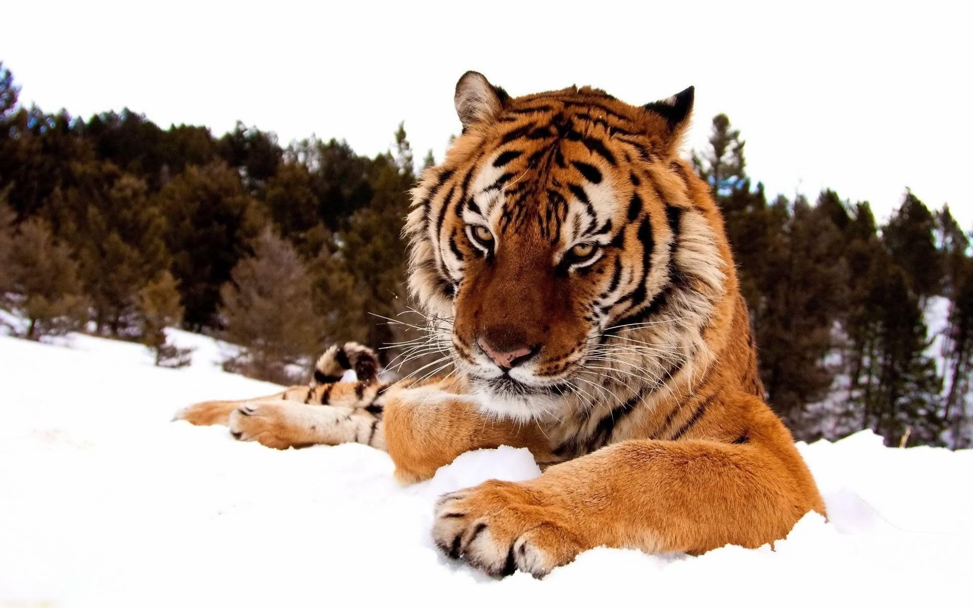 1920x1200 animals, Snow, Tiger Wallpaper HD / Desktop and Mobile Background, Desktop