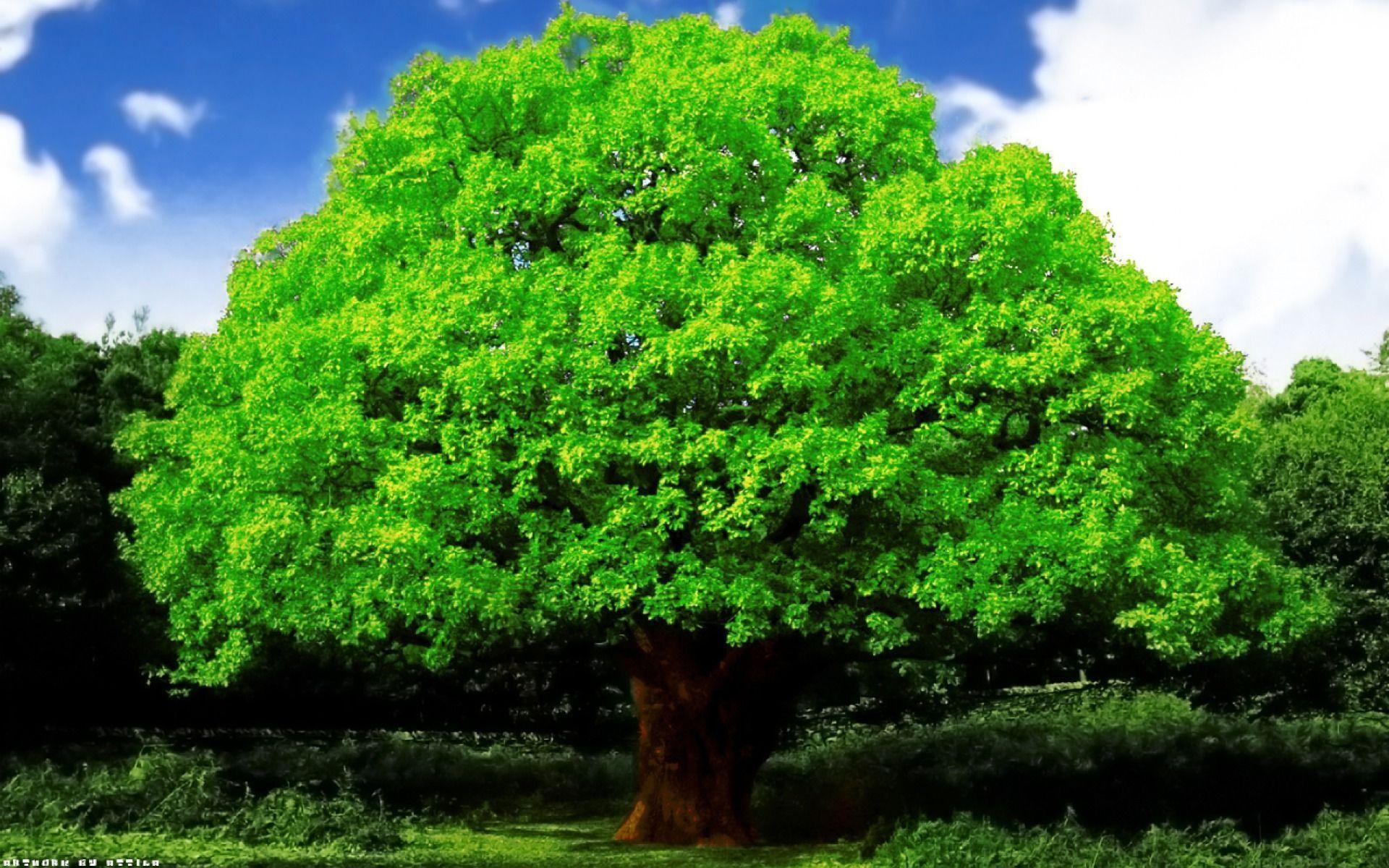 1920x1200 Green Flourishing Oak Tree desktop wallpaper, Desktop